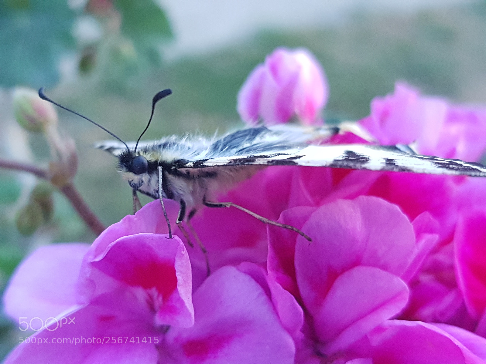 Samsung Galaxy S8 sample photo. Untitled photography