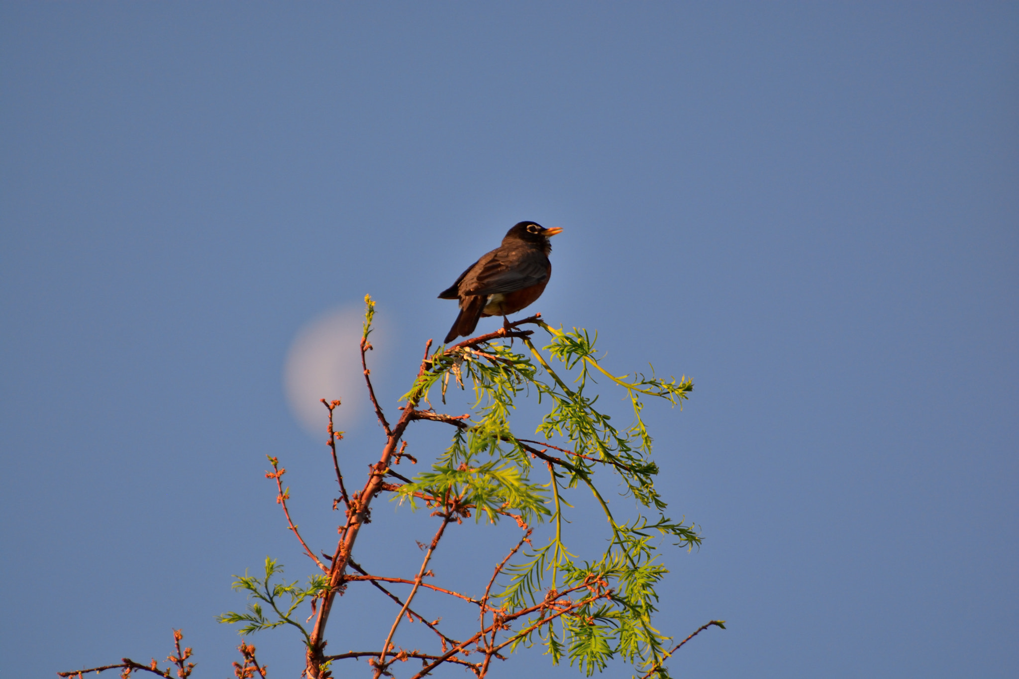 Nikon D5200 sample photo. Robin moonset photography