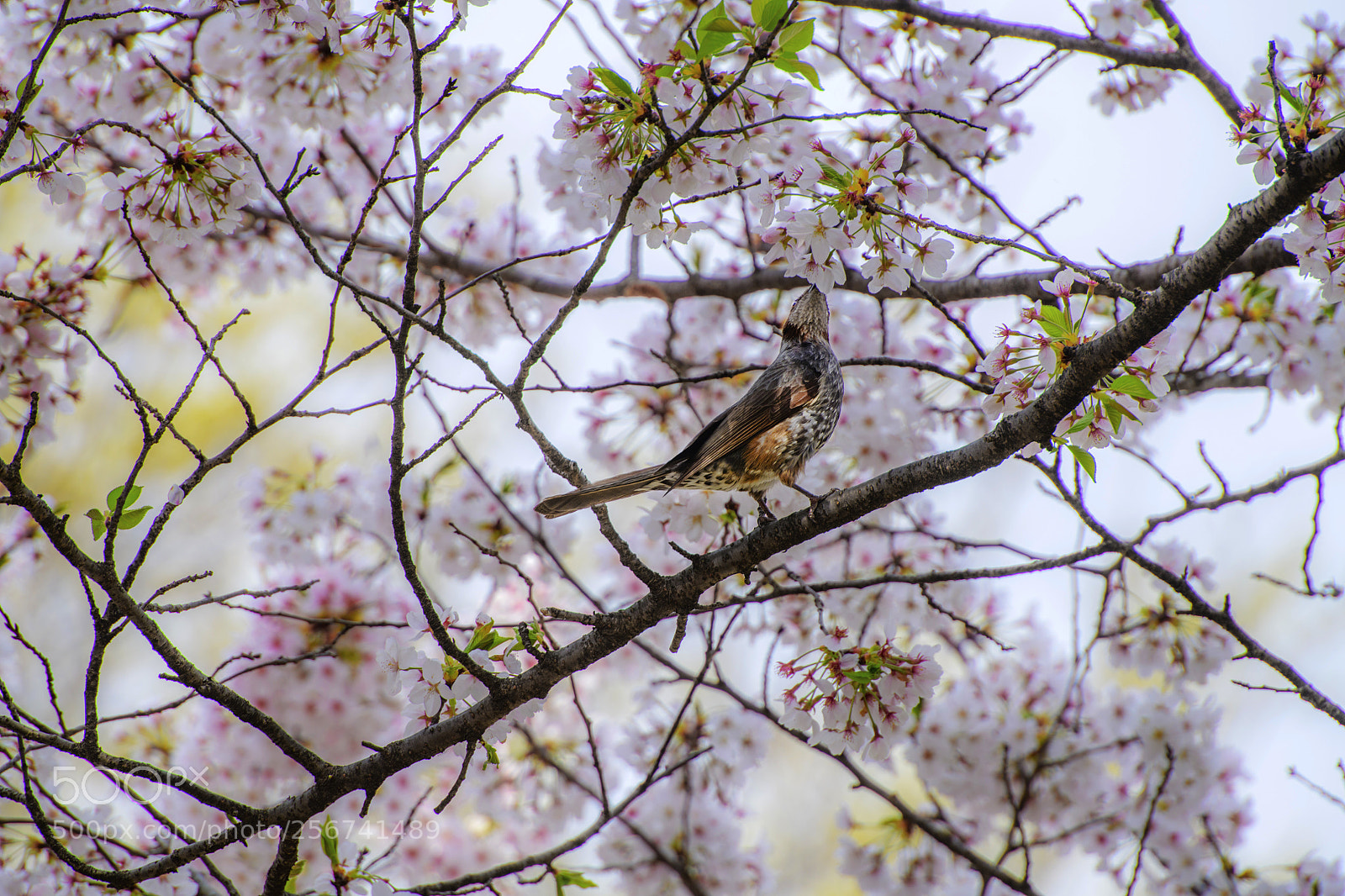 Nikon D850 sample photo. Sakura and bird photography