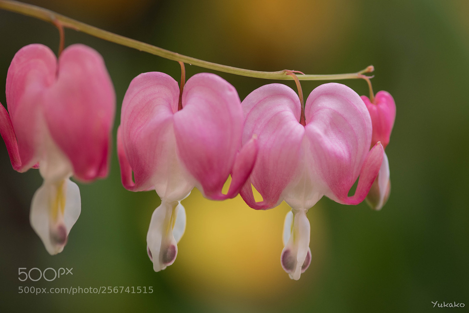 Nikon D750 sample photo. Bleeding heart photography