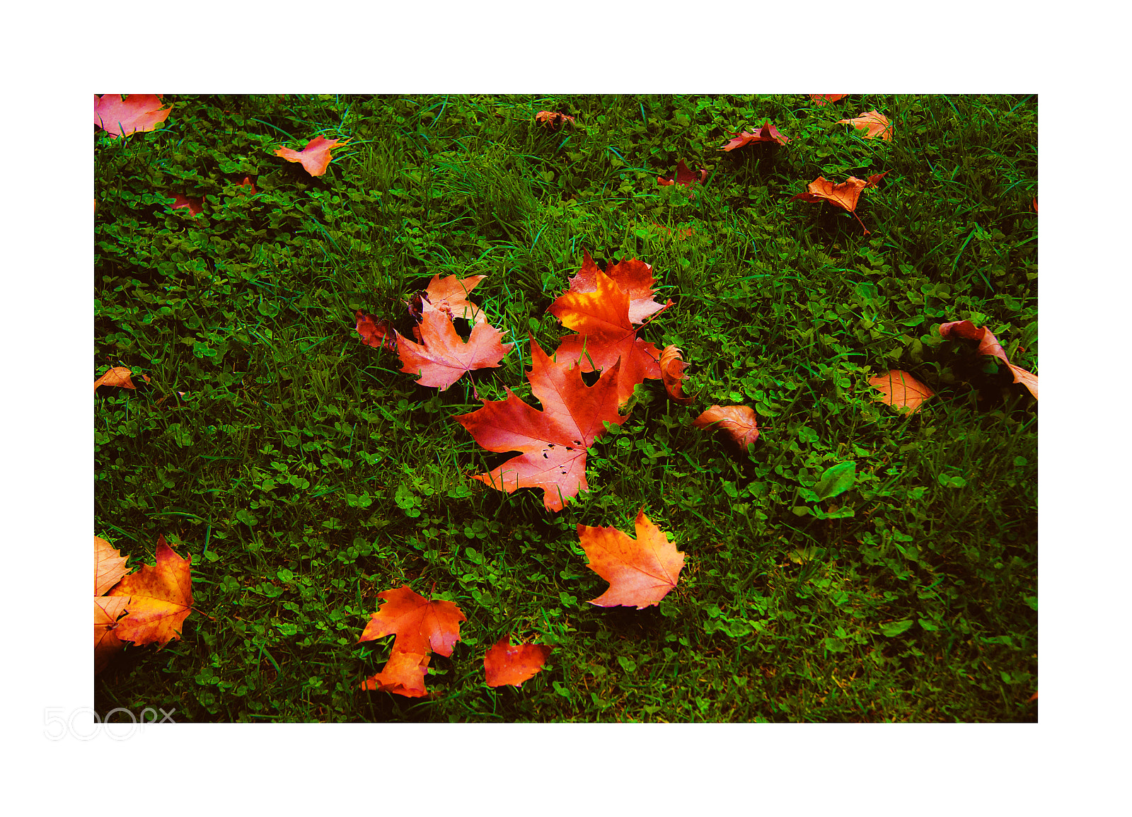 Canon EOS 50D sample photo. Leaves photography