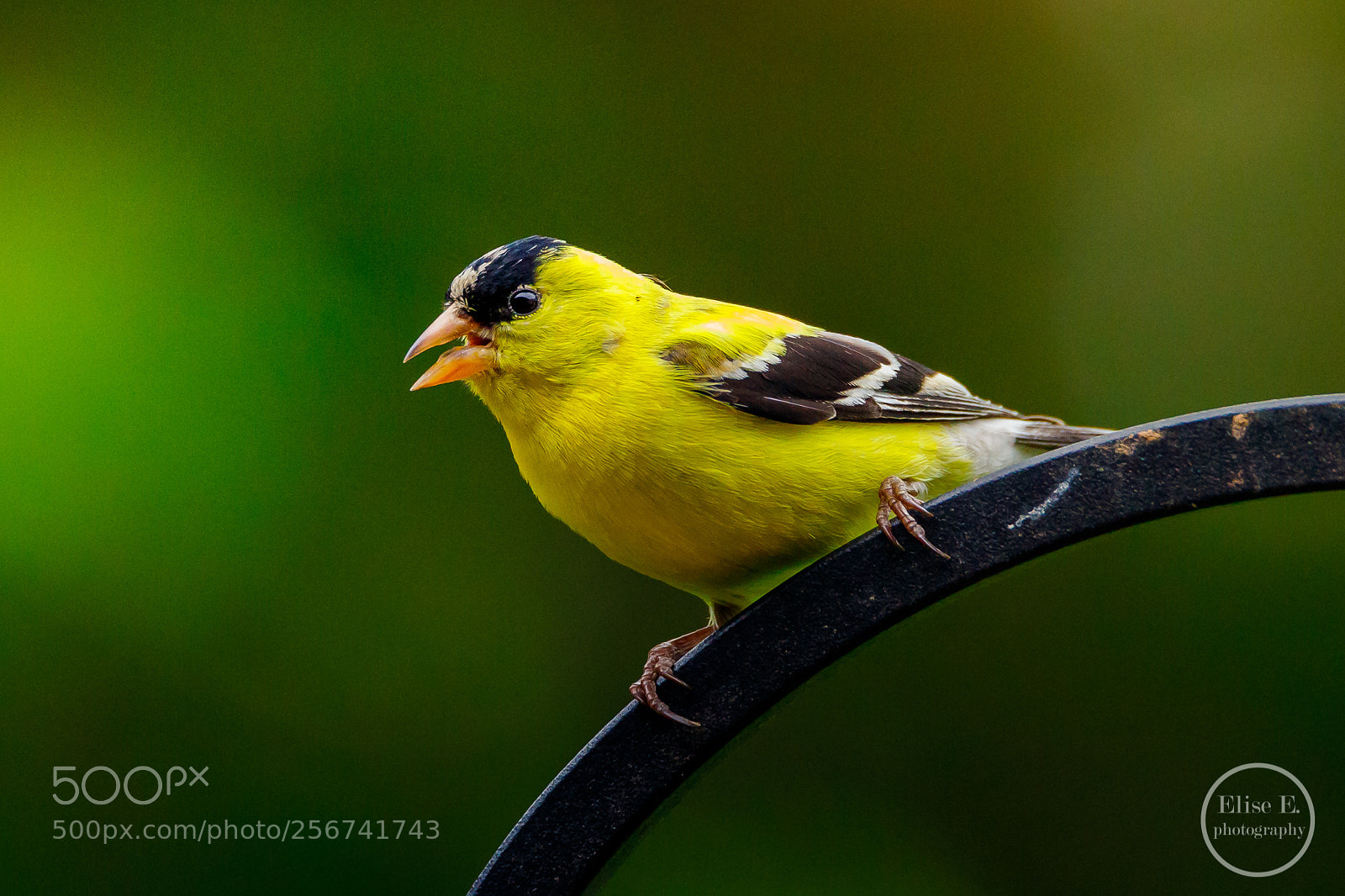 Canon EOS 6D Mark II sample photo. Goldfinch photography