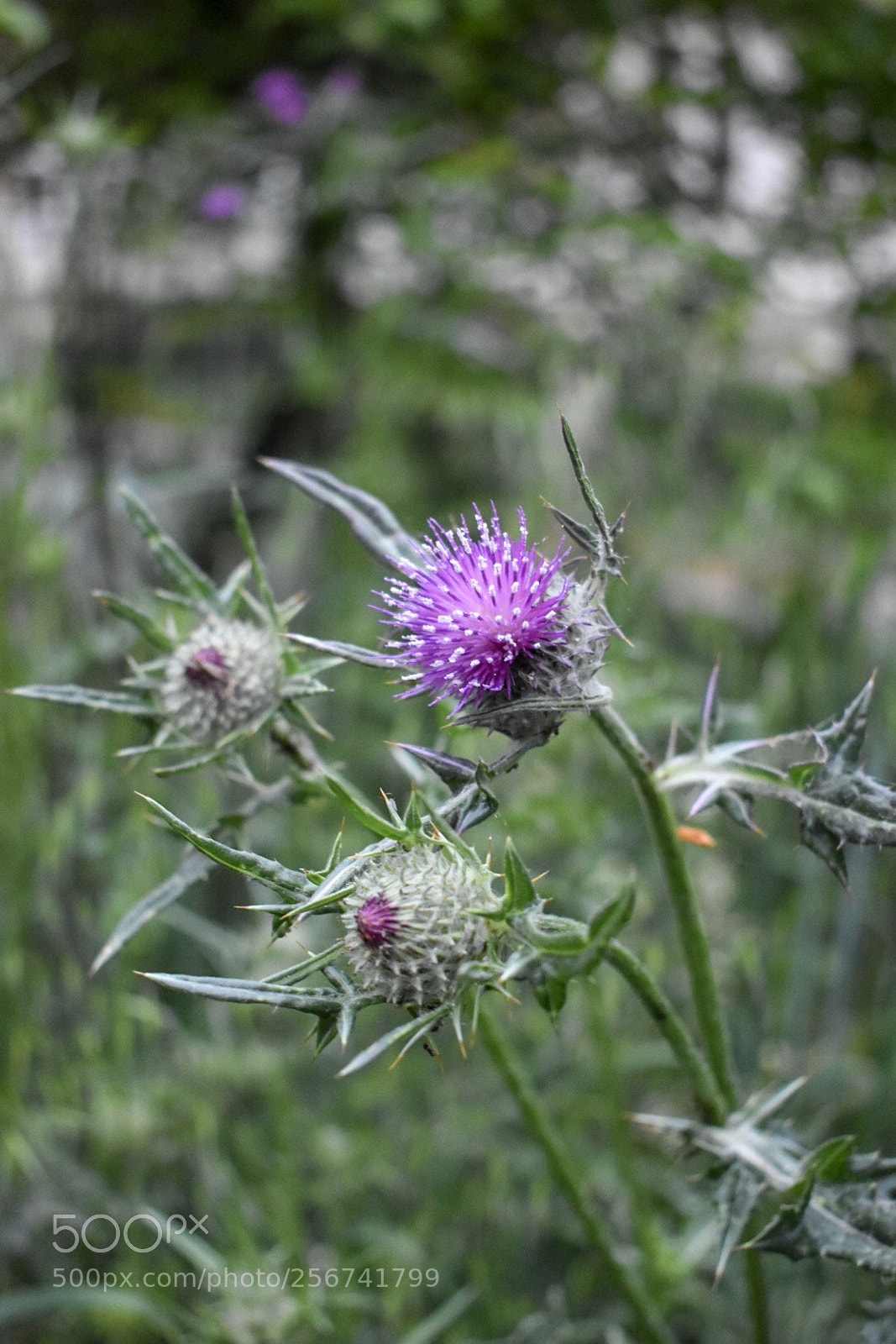 Nikon D3400 sample photo. Weed or unique photography