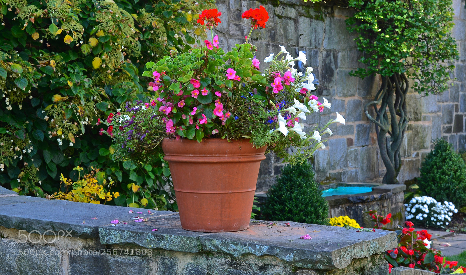 Nikon D600 sample photo. Garden photography