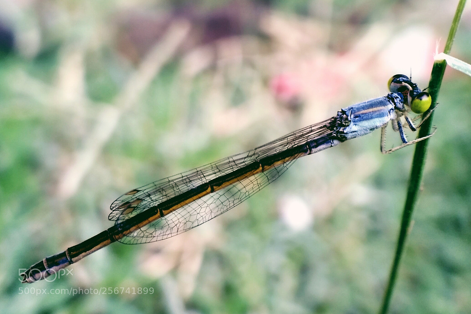 Xiaomi Redmi 3S sample photo. Baby dragon fly photography