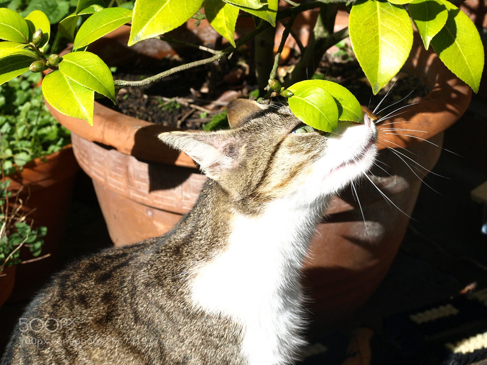 Olympus E-510 (EVOLT E-510) sample photo. Am i a leaf photography