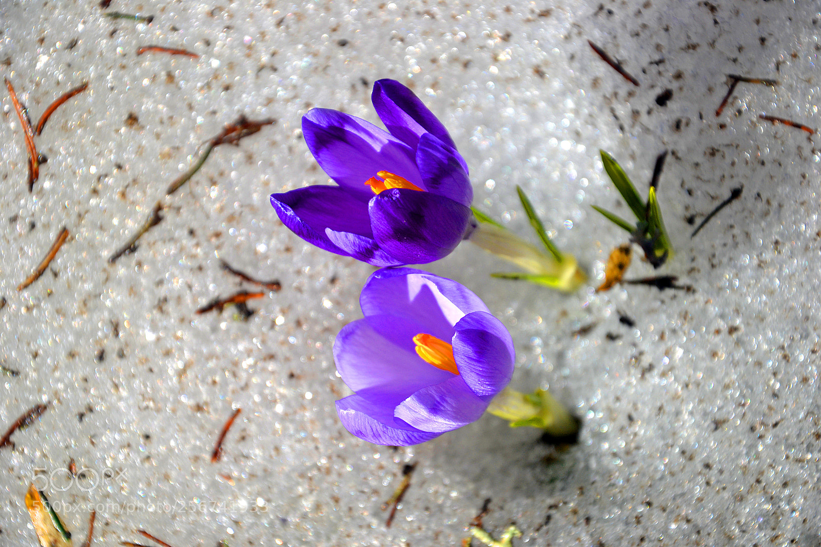 Nikon D3100 sample photo. Untitled photography