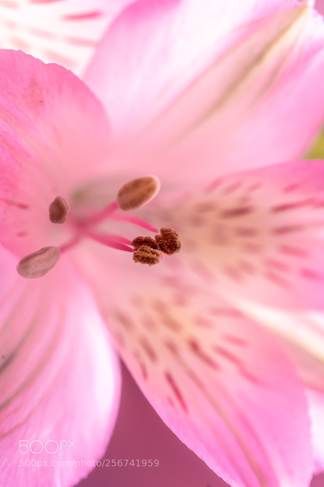 Sony a7 II sample photo. Macro photography photography