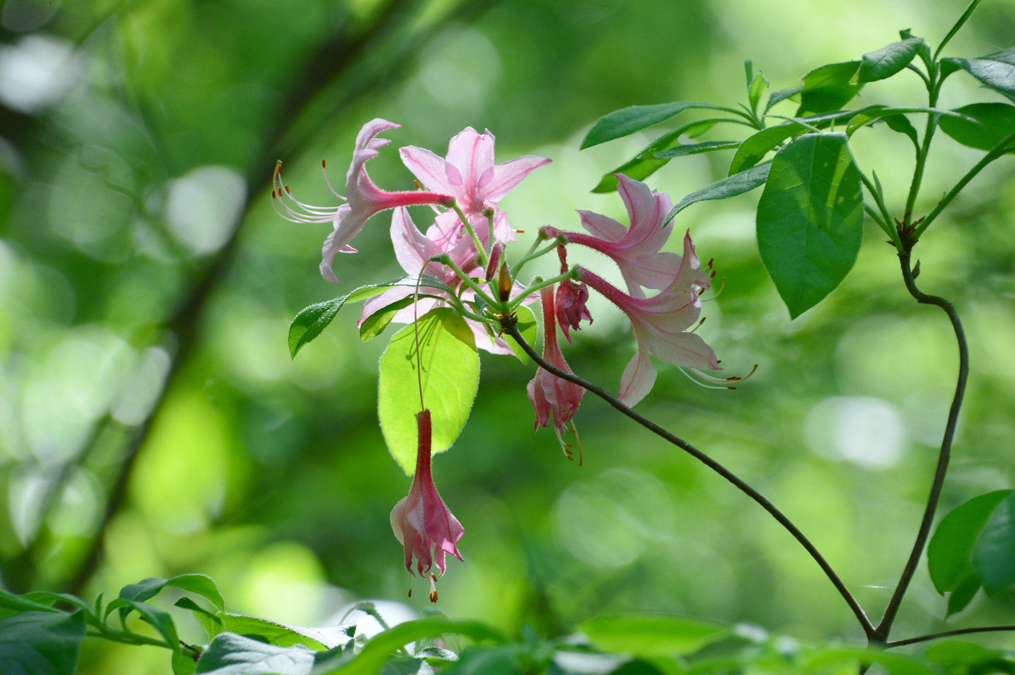 Nikon D3200 sample photo. Colors of spring photography