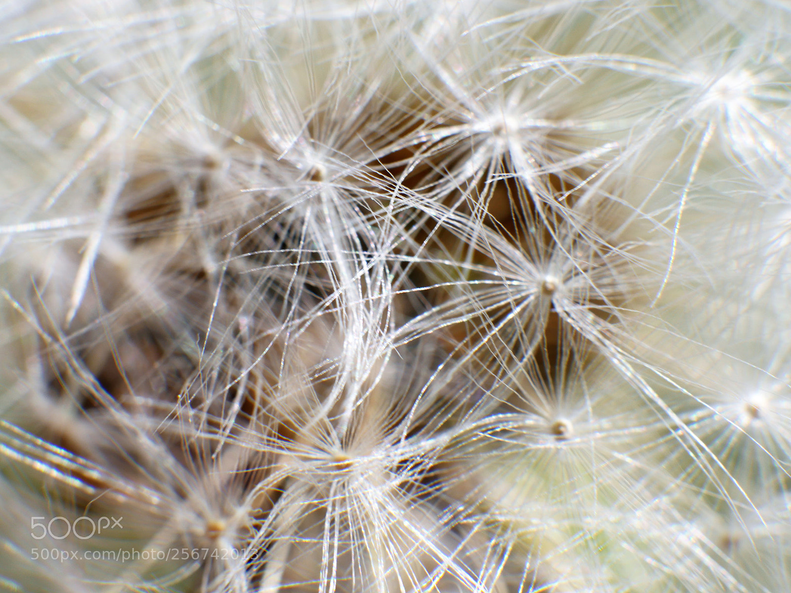 Panasonic Lumix DMC-GH4 sample photo. Cypselae photography