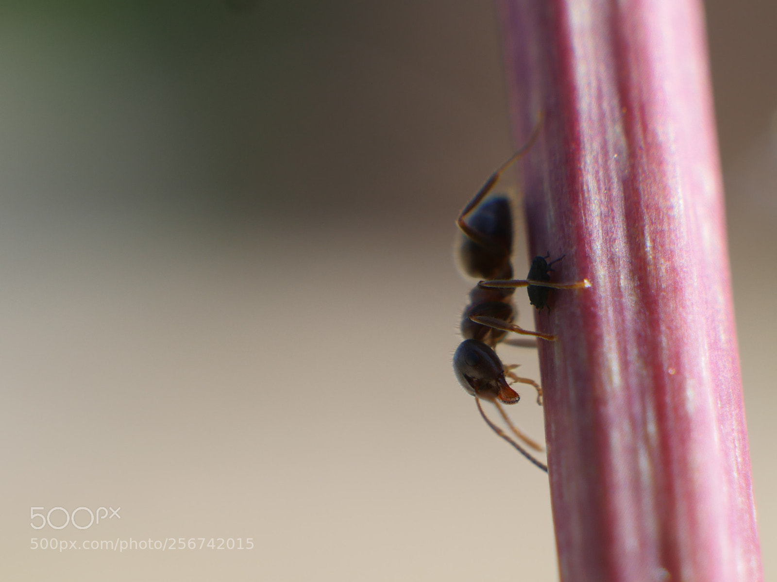 Panasonic Lumix DMC-GH4 sample photo. Ant and aphid photography