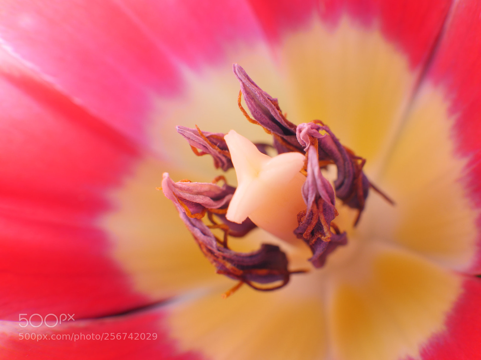 Panasonic Lumix DMC-GH4 sample photo. Tulip center photography
