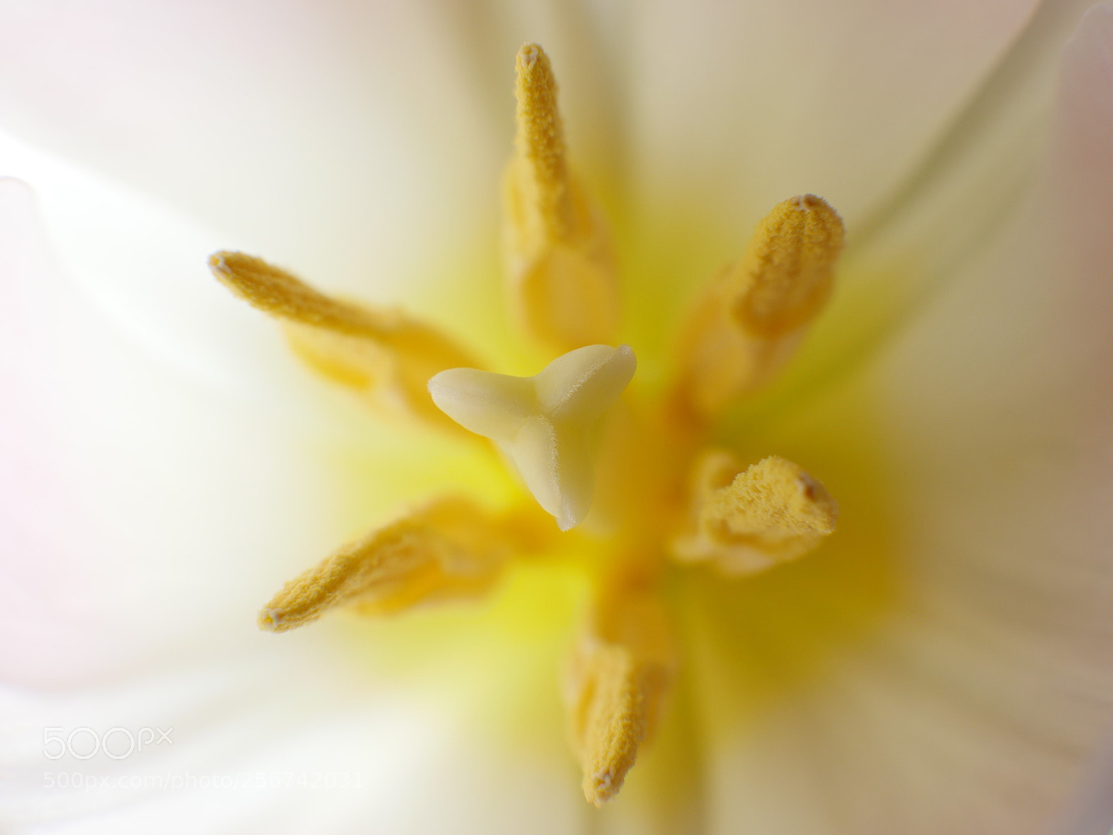 Panasonic Lumix DMC-GH4 sample photo. Tulip center photography