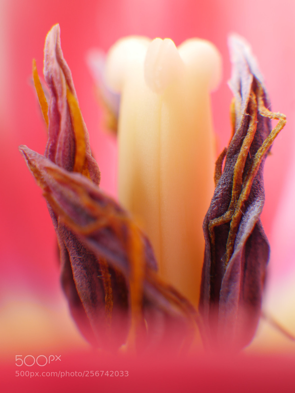 Panasonic Lumix DMC-GH4 sample photo. Tulip center photography