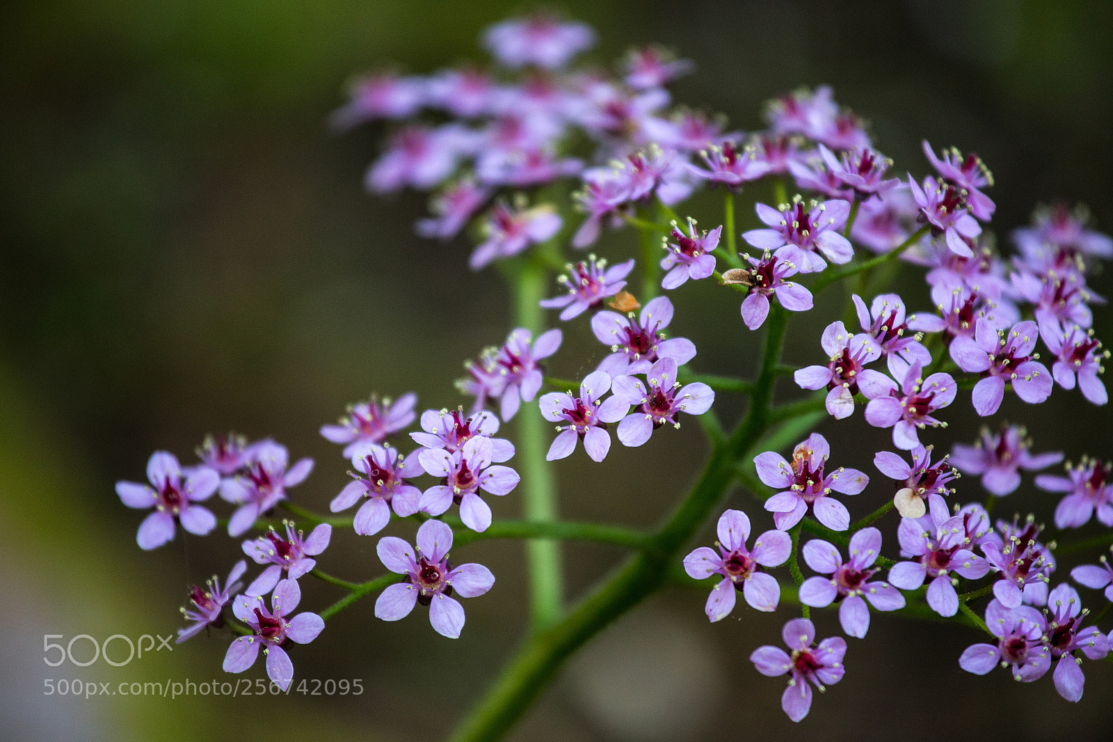 Canon EOS 6D sample photo. Garden magic photography