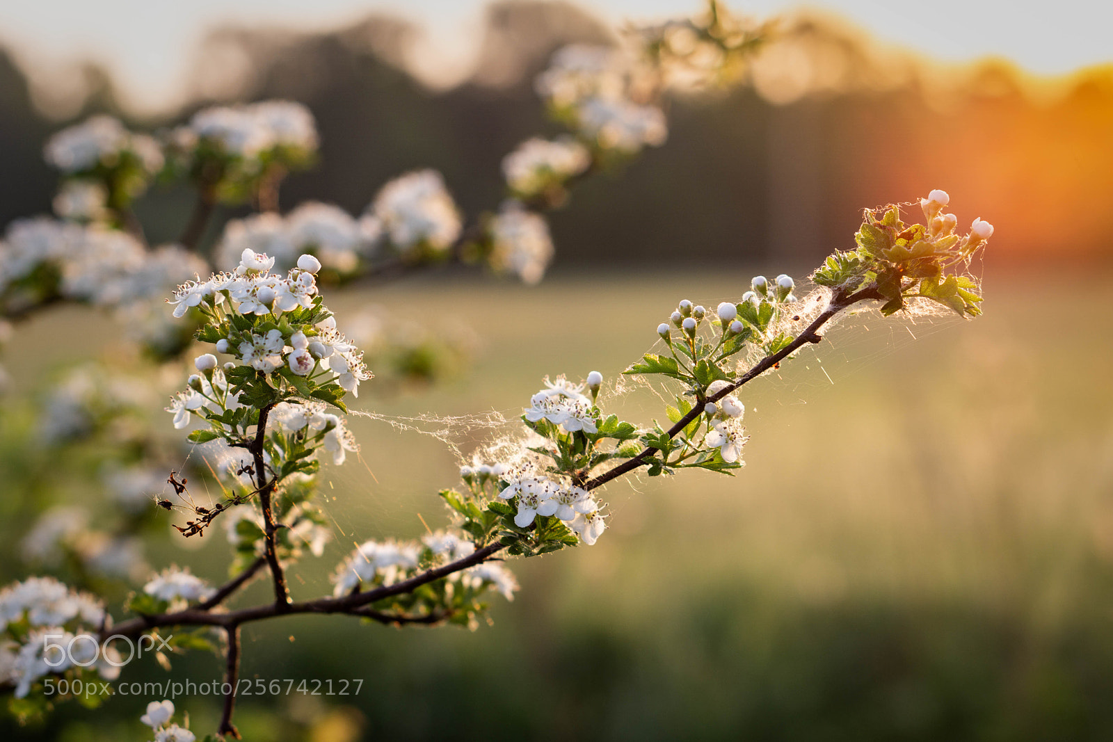 Sony a6000 sample photo. Sunriseblooming photography