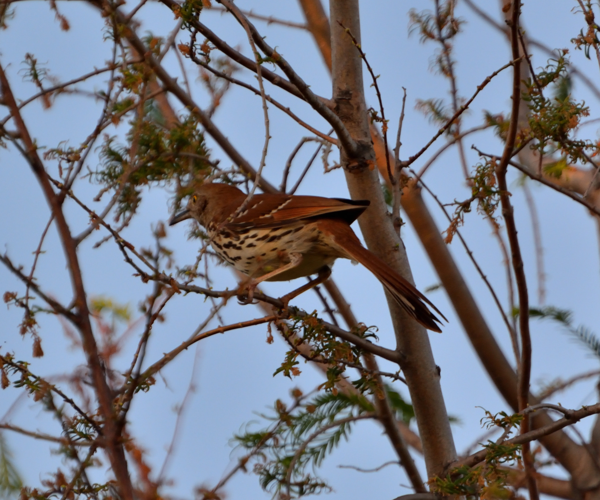 Nikon D5200 sample photo. Shadowed brown thrasher photography