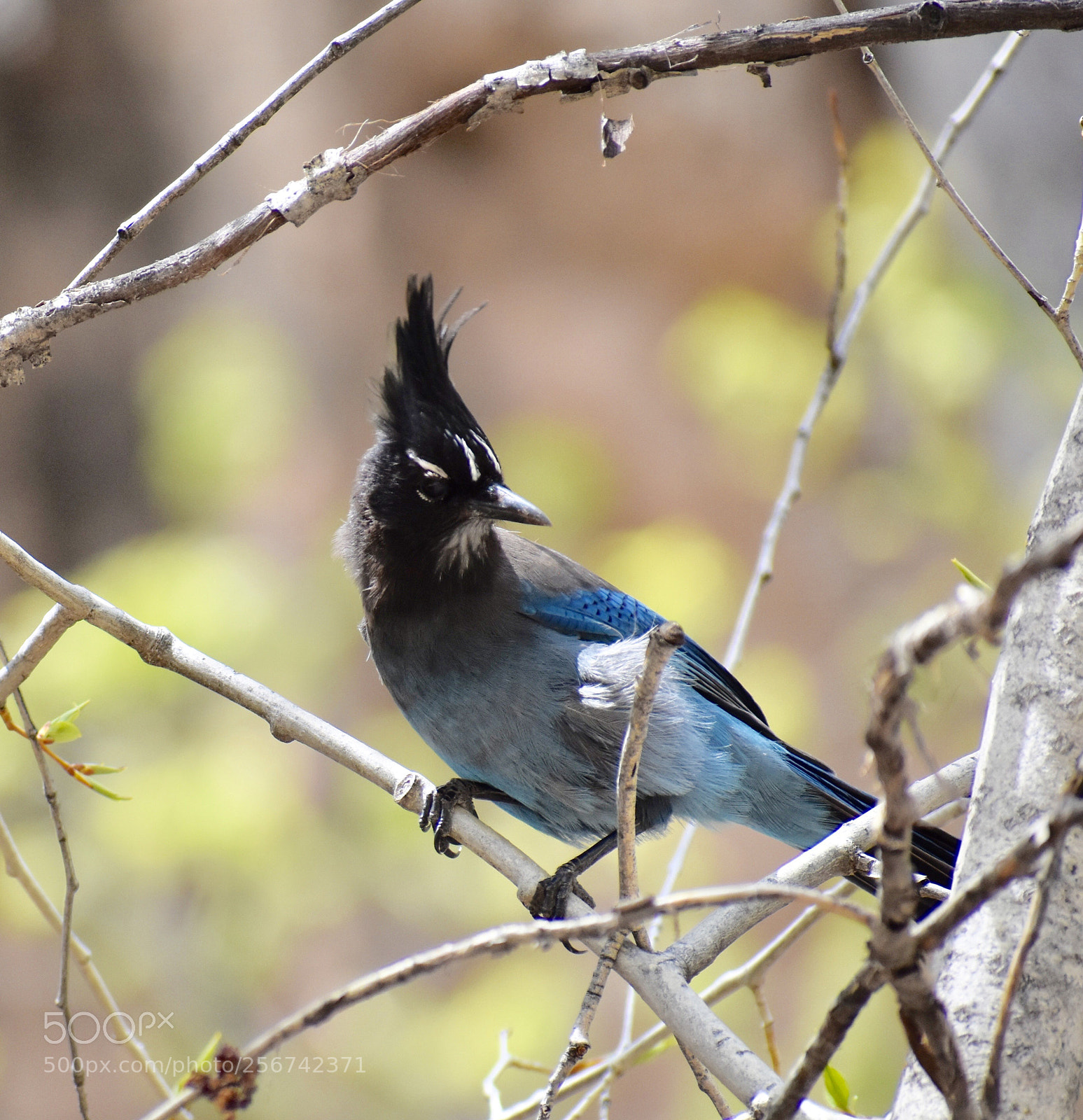 Nikon D3400 sample photo. Steller’s jay photography