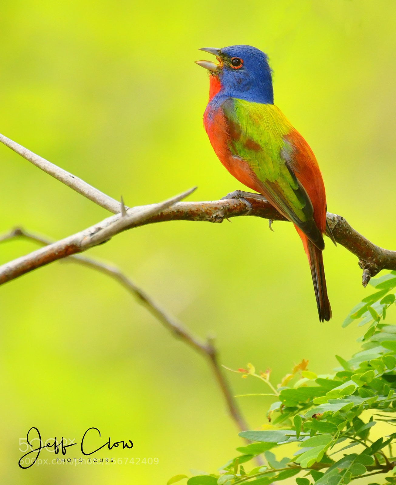 Nikon D500 sample photo. Singing painted bunting photography
