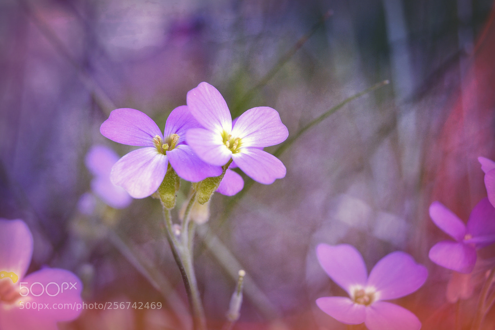 Nikon D3100 sample photo. Violettes sauvages photography