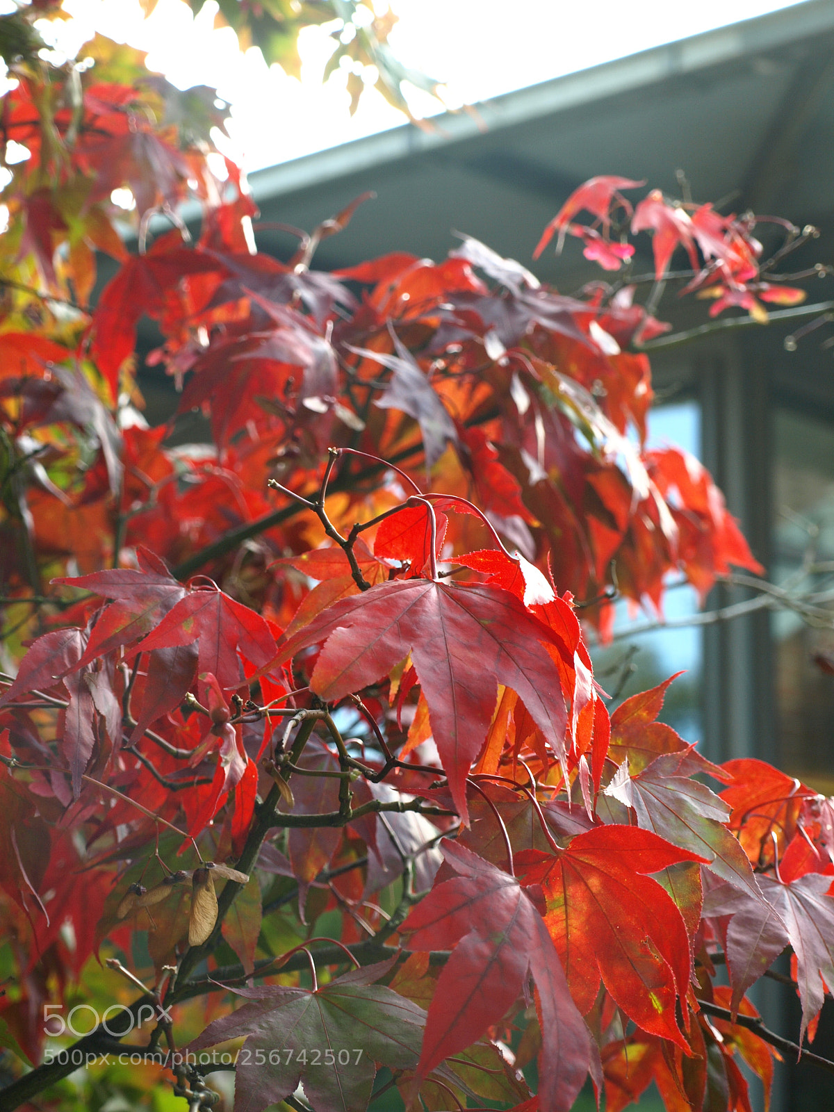 Olympus E-510 (EVOLT E-510) sample photo. Red photography