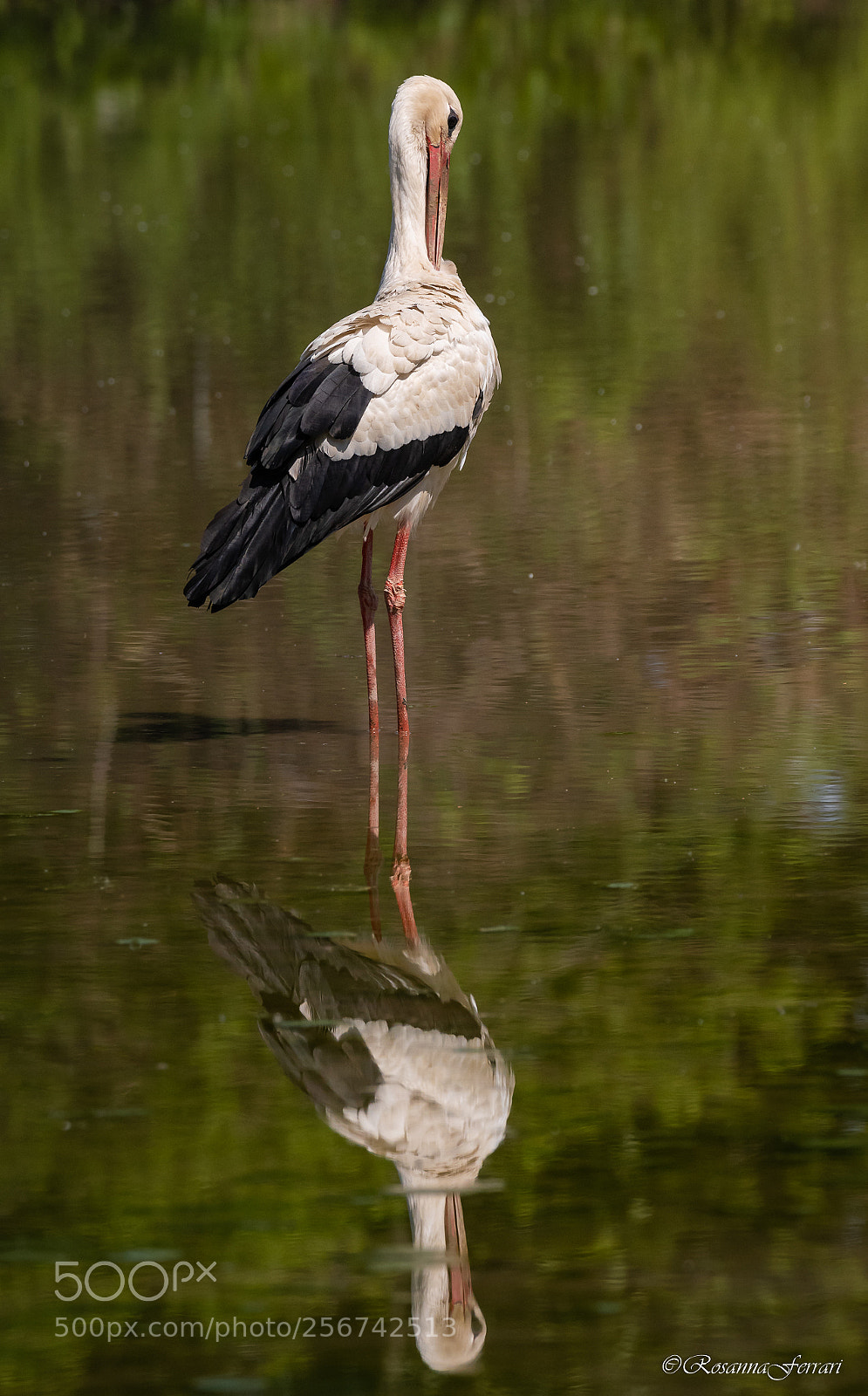 Nikon D500 sample photo. White stork photography