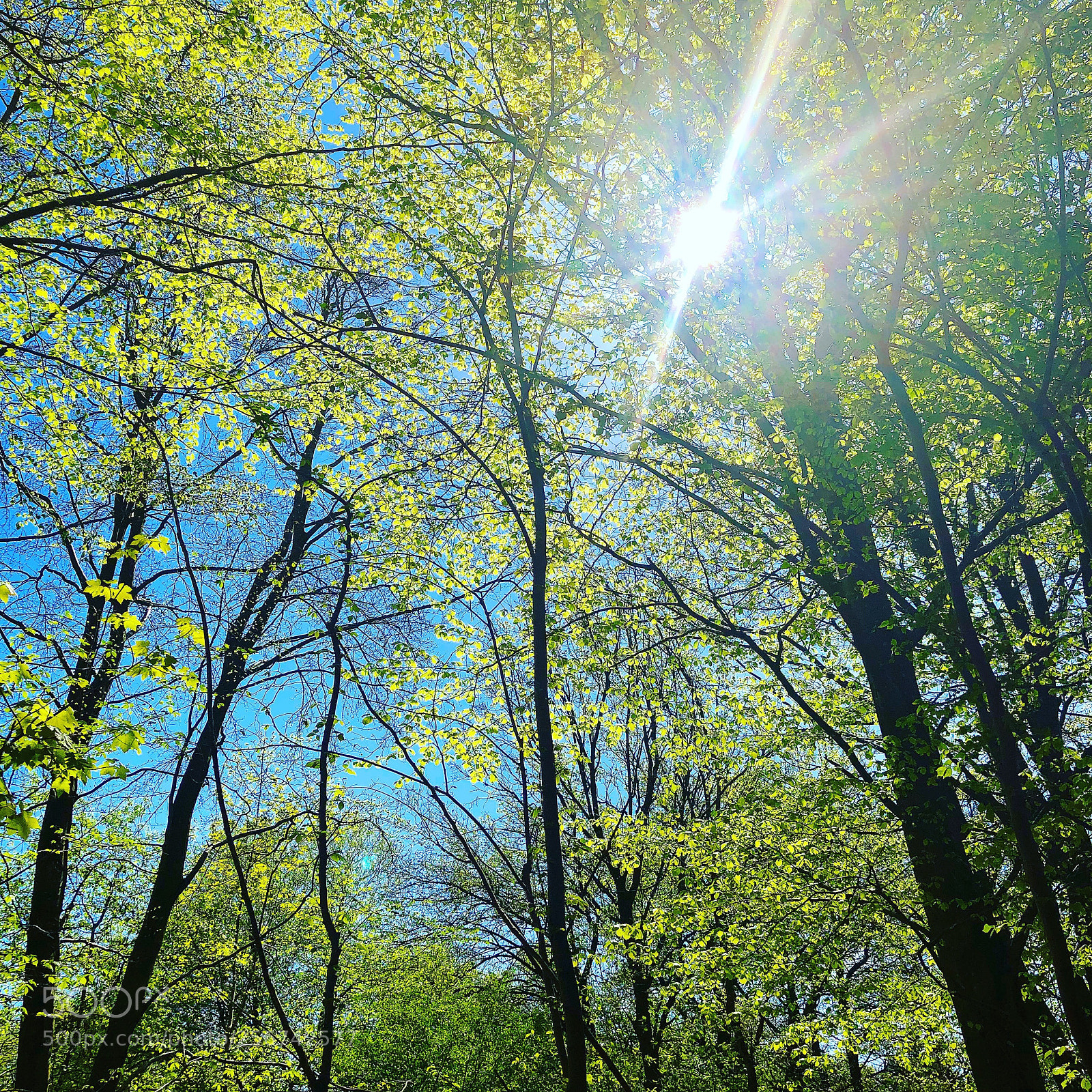 Apple iPhone 8 Plus sample photo. Springforest beech trees photography