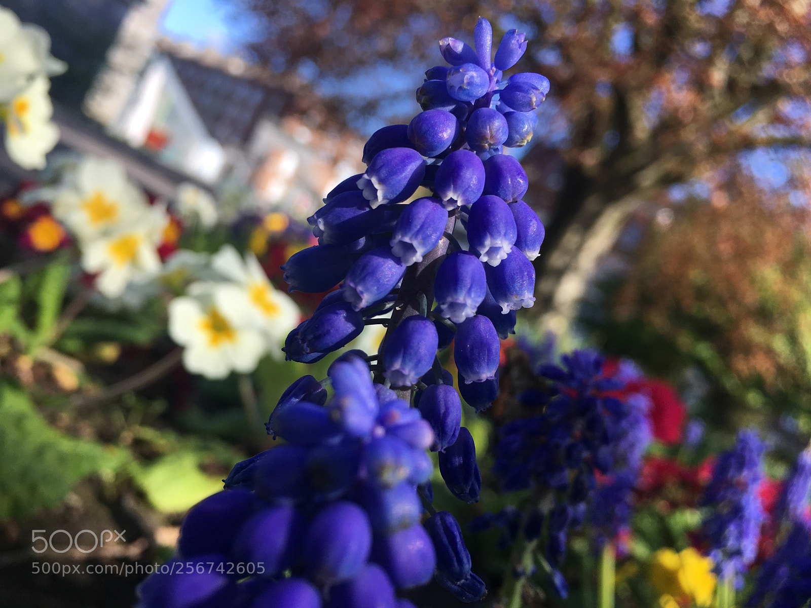 Apple iPhone 6s sample photo. Untitled photography