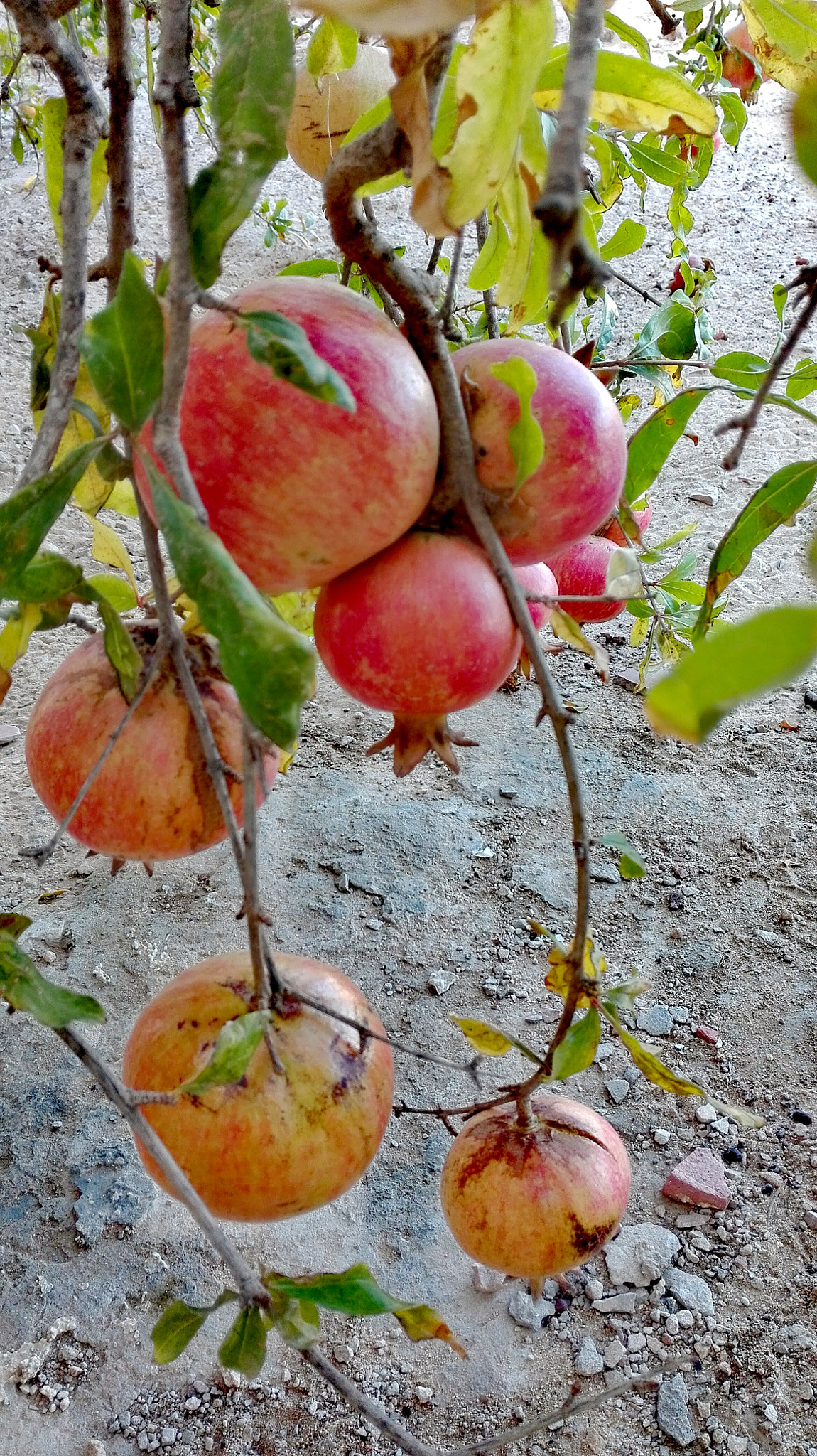 HUAWEI Y6II sample photo