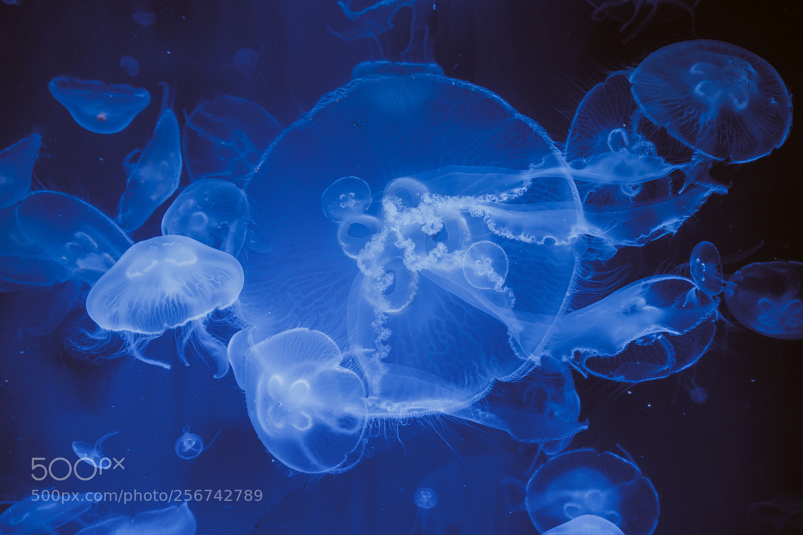 Sony Cyber-shot DSC-RX100 III sample photo. Jellyfish photography
