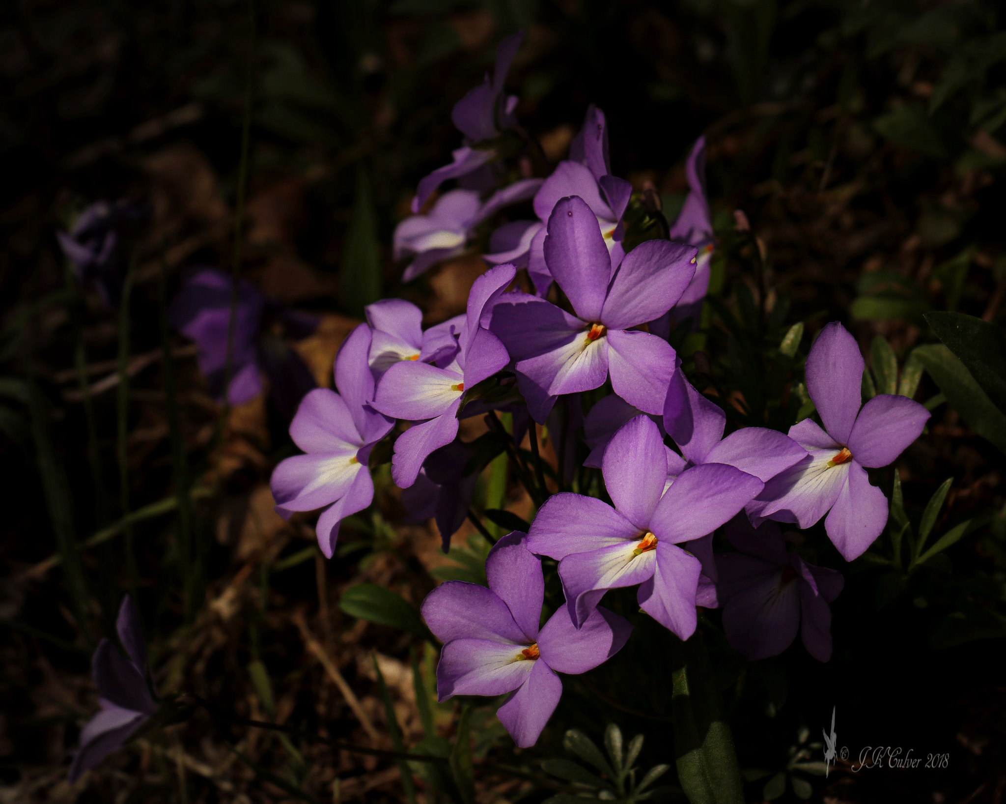 Canon EOS 77D (EOS 9000D / EOS 770D) sample photo. Common or blue? photography