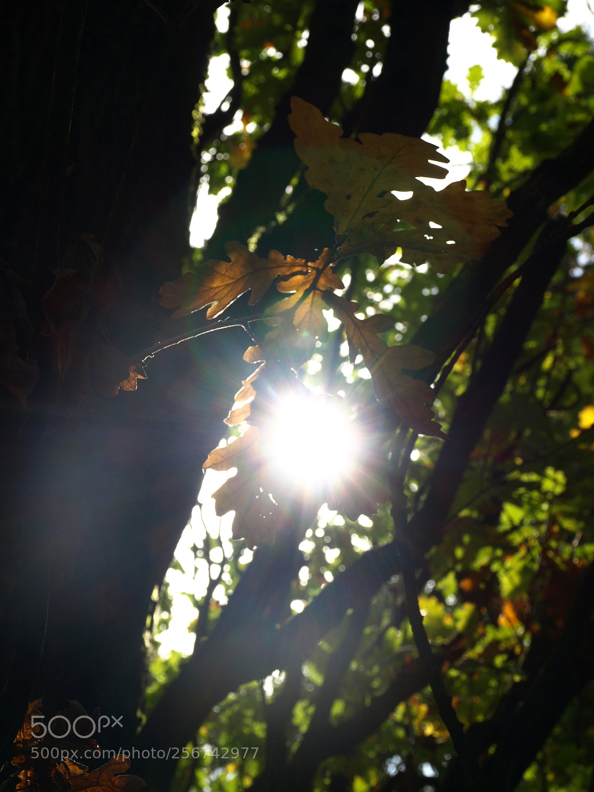 Olympus E-510 (EVOLT E-510) sample photo. Magic photography