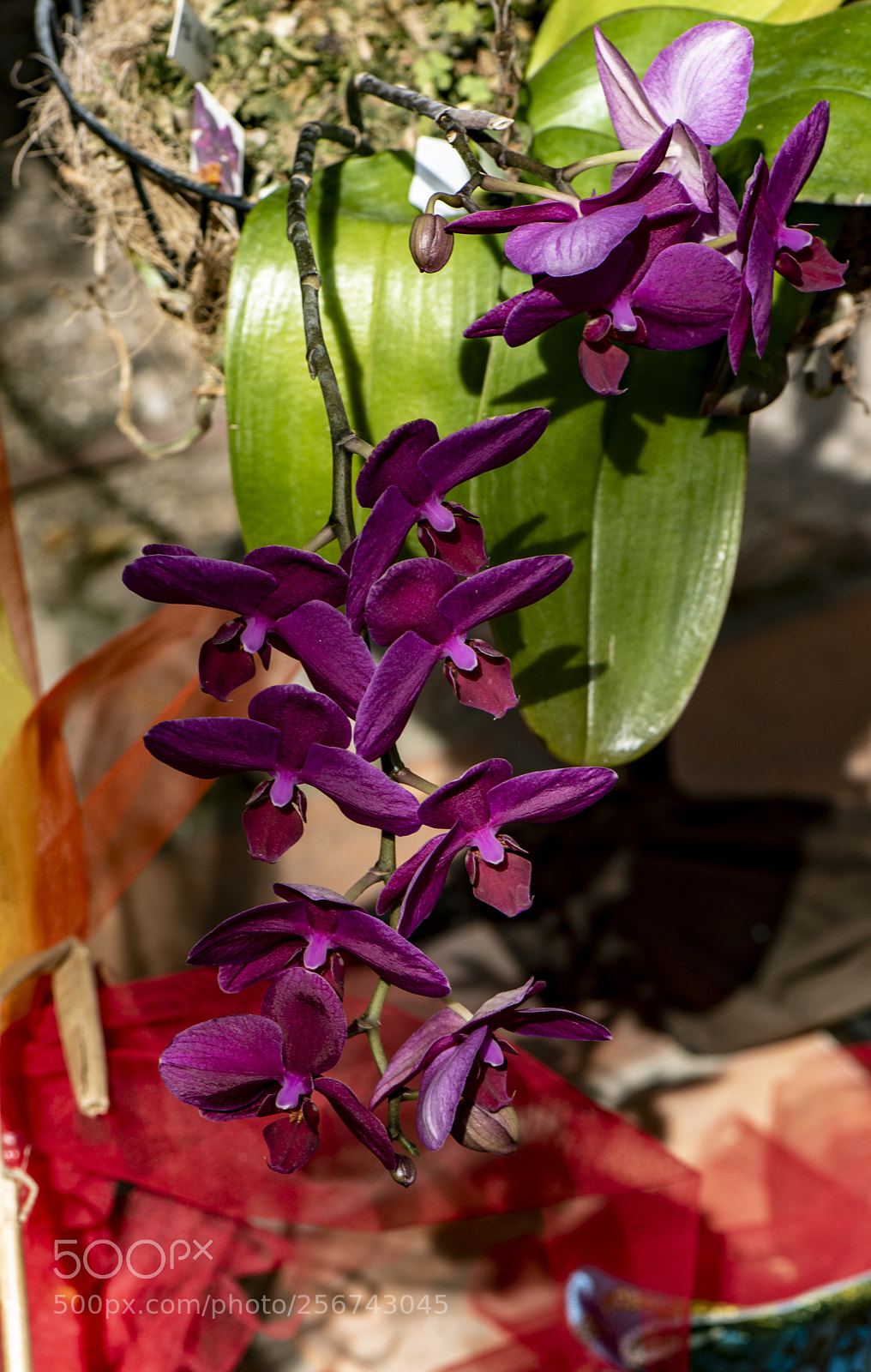 Nikon D810 sample photo. Orquideas botanico valencia 2018 photography