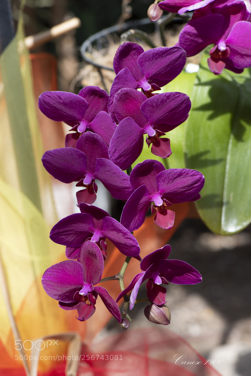 Nikon D810 sample photo. Orquideas botanico valencia 2018 photography