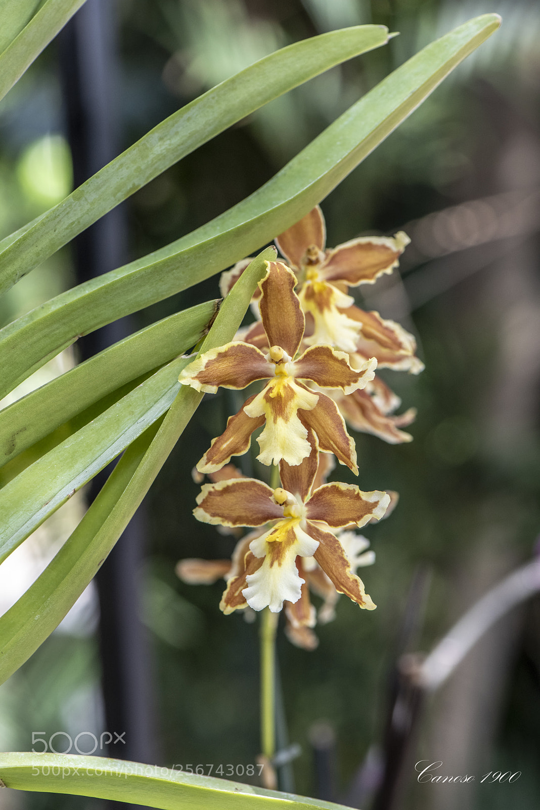 Nikon D810 sample photo. Orquideas botanico valencia 2018 photography