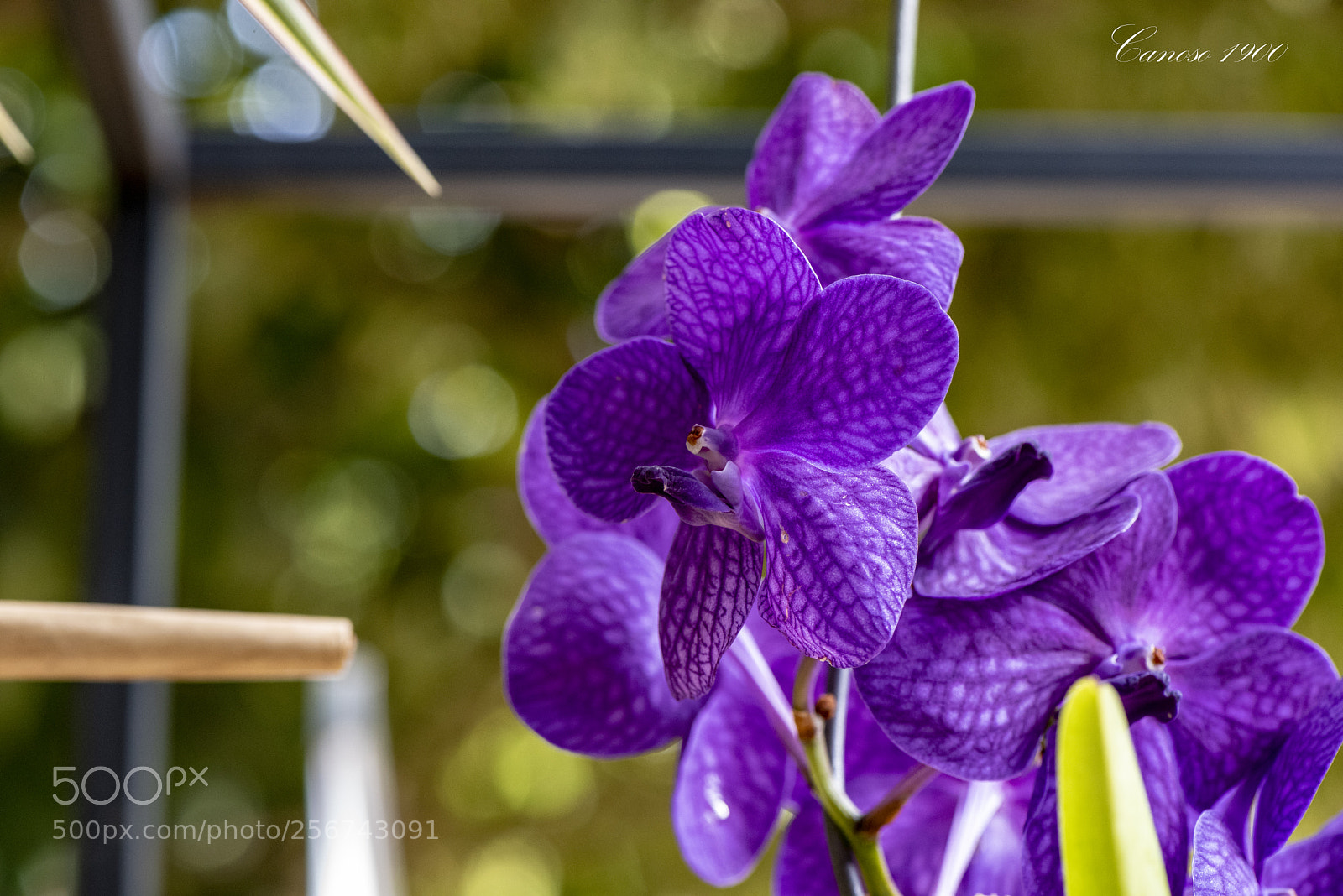 Nikon D810 sample photo. Orquideas botanico valencia 2018 photography