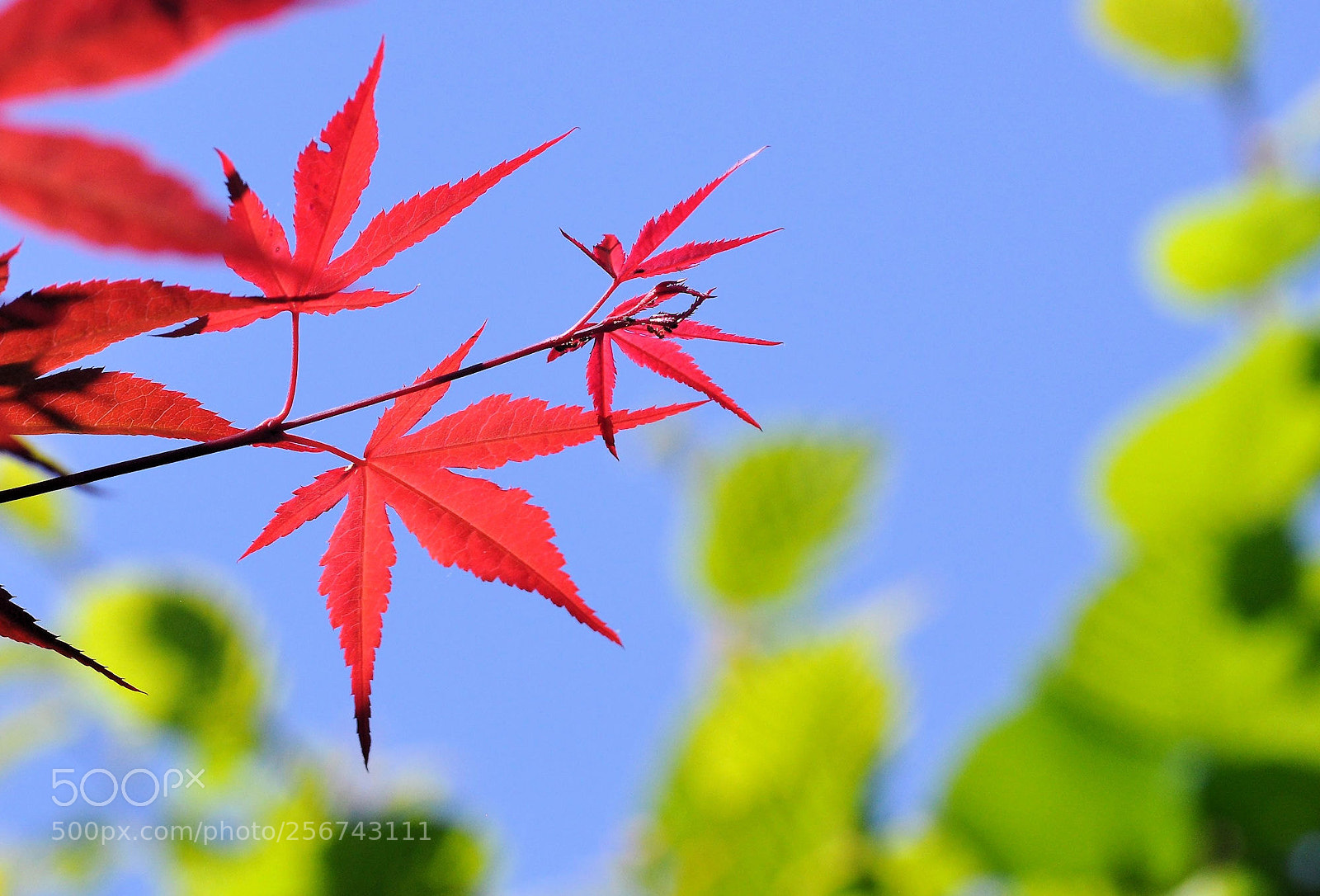 Nikon D90 sample photo. Red photography
