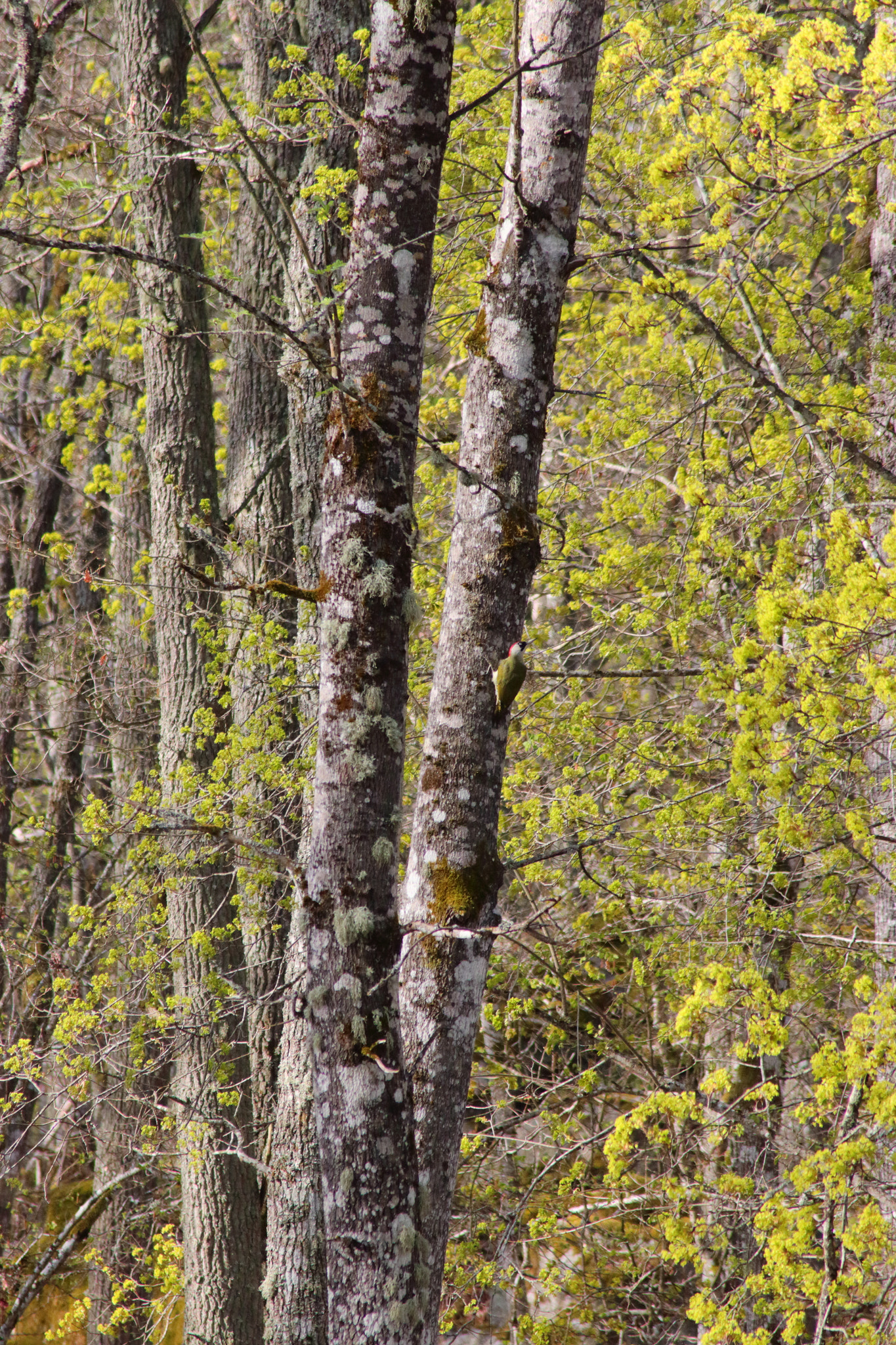 Canon EOS 70D sample photo. Bird photography