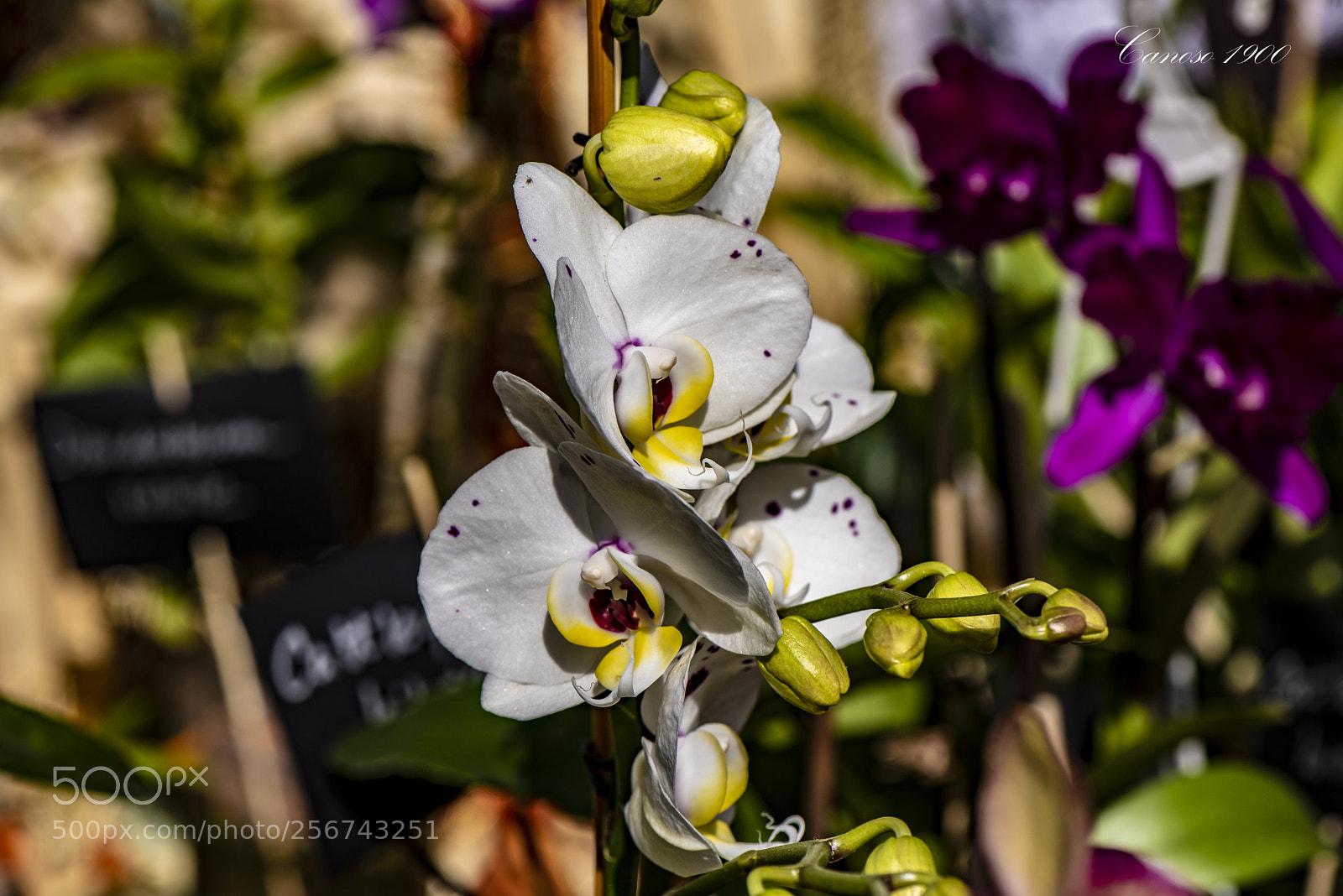 Nikon D810 sample photo. Orquideas botanico valencia 2018 photography