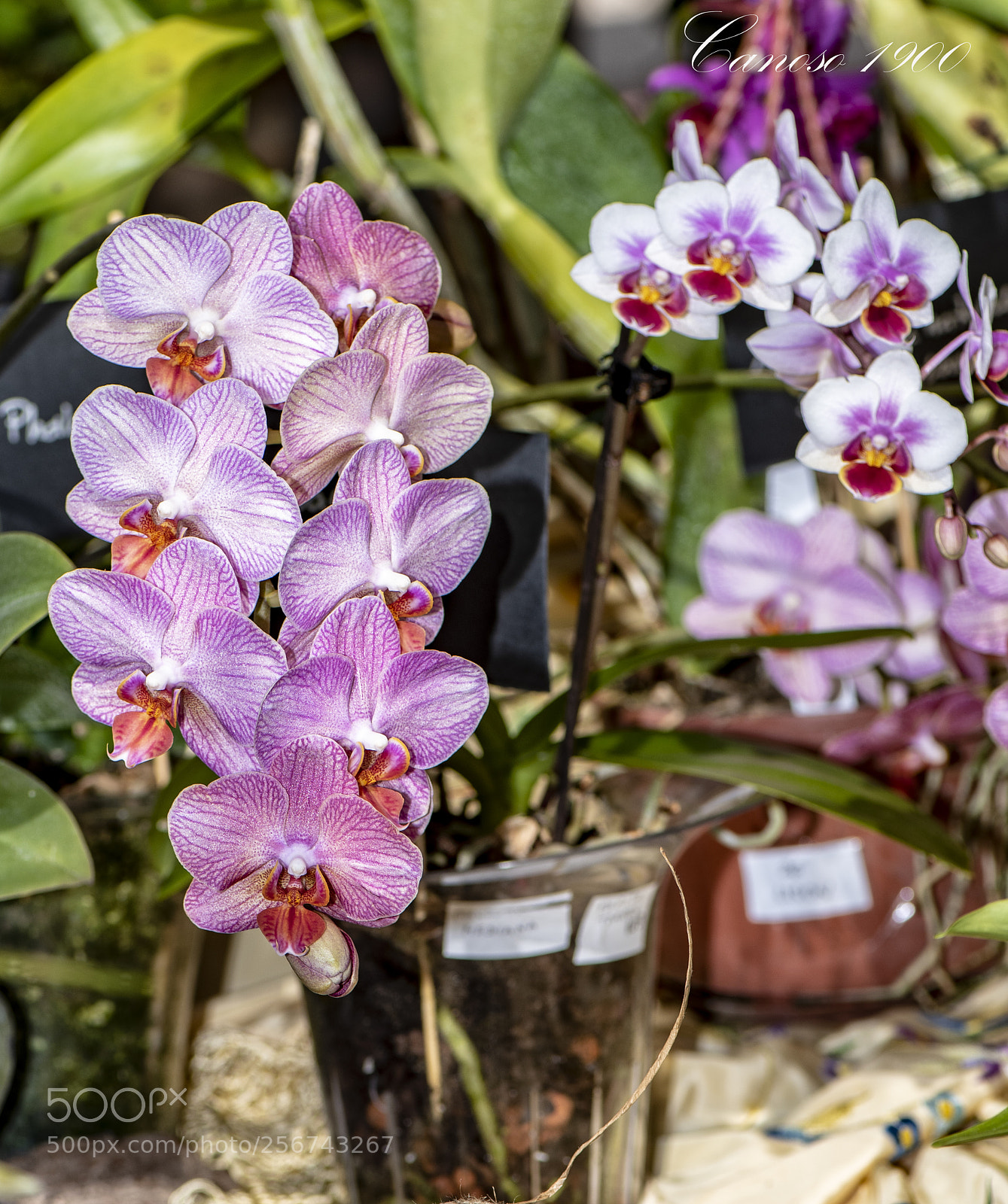 Nikon D810 sample photo. Orquideas botanico valencia 2018 photography