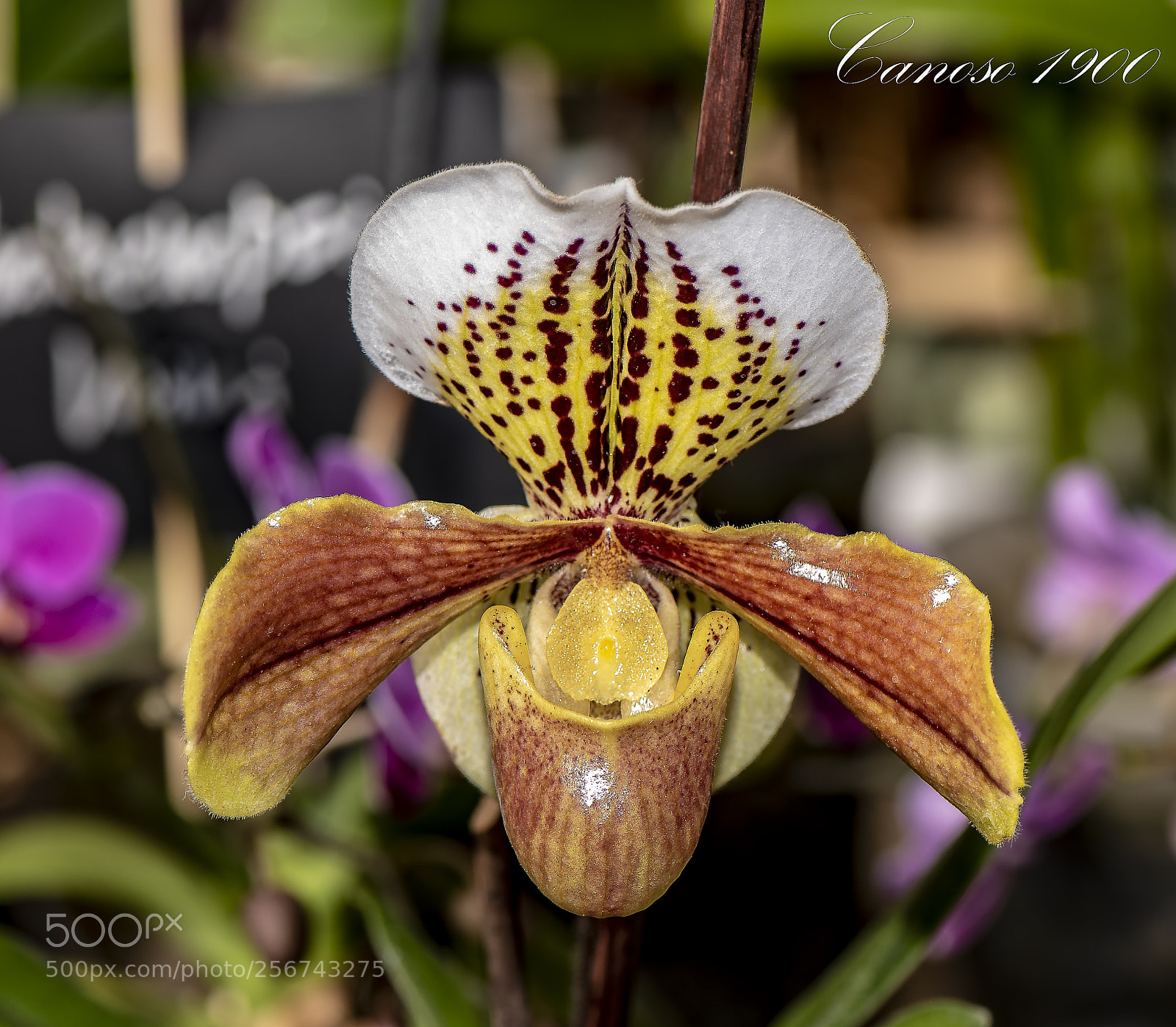 Nikon D810 sample photo. Orquideas botanico valencia 2018 photography