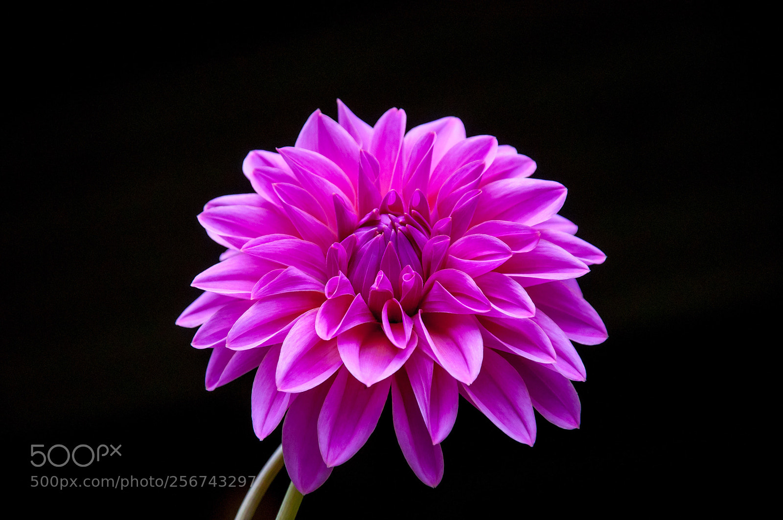 Nikon D90 sample photo. Dahlia photography