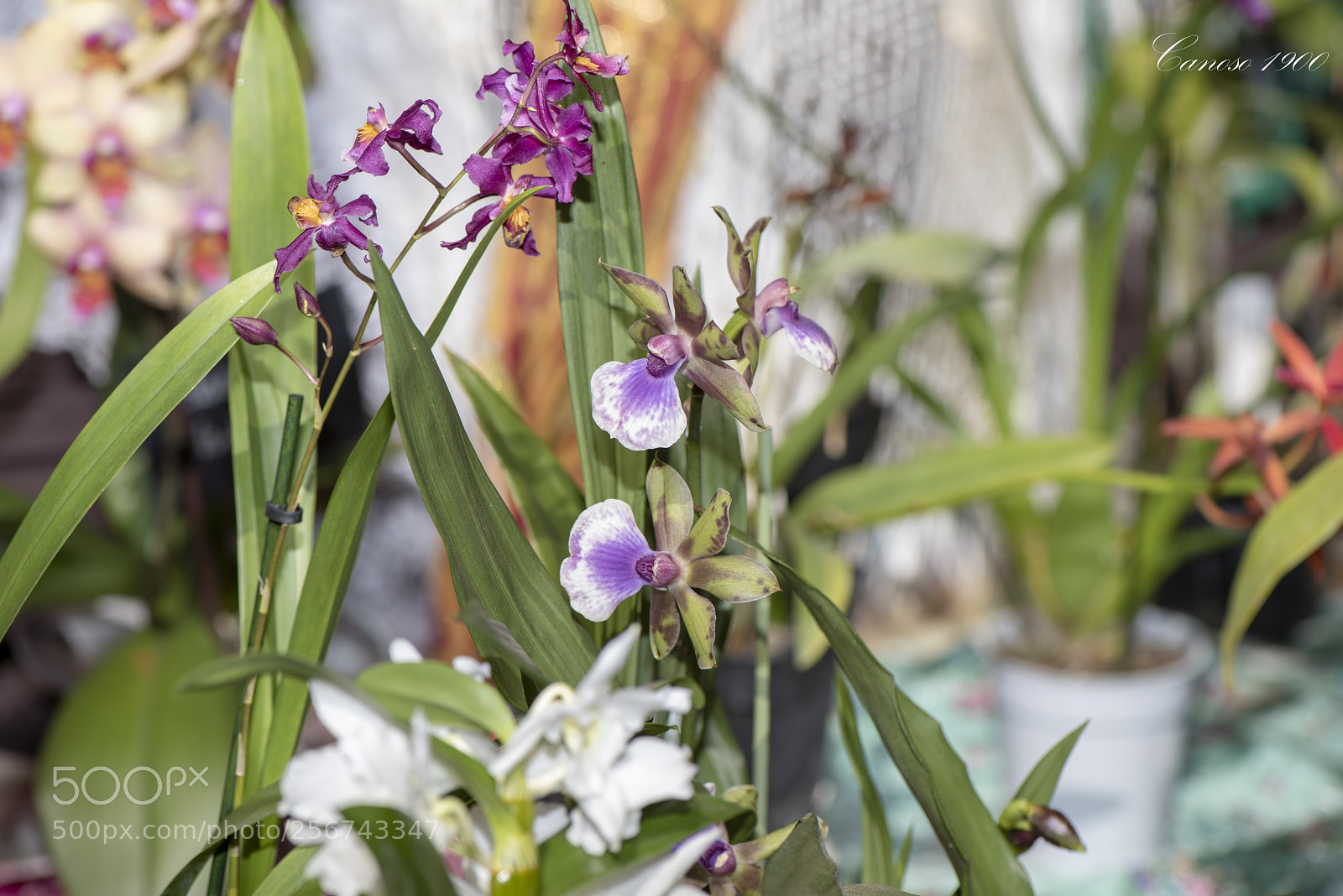 Nikon D810 sample photo. Orquideas botanico valencia 2018 photography