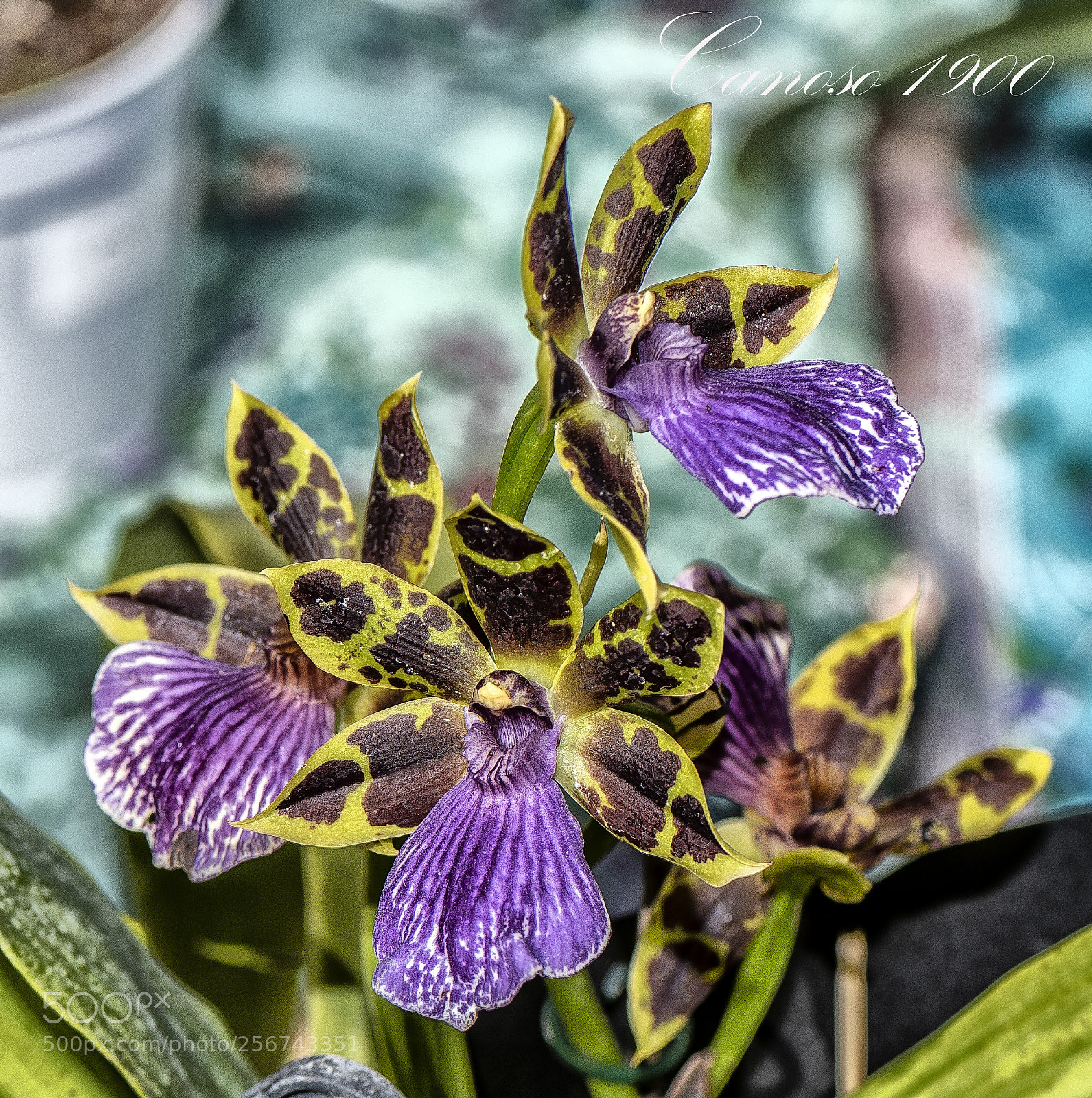 Nikon D810 sample photo. Orquideas botanico valencia 2018 photography
