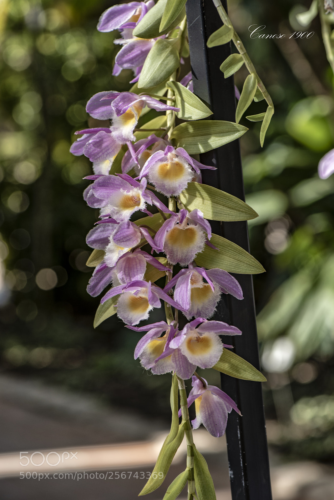 Nikon D810 sample photo. Orquideas botanico valencia 2018 photography