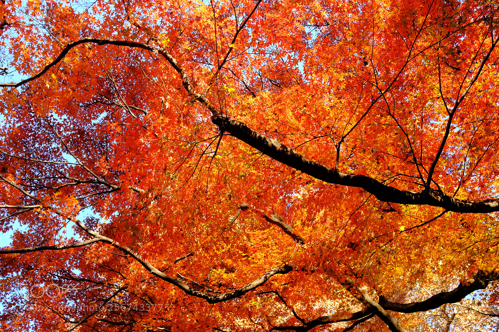 Fujifilm X-T2 sample photo. Autumn in tokyo photography