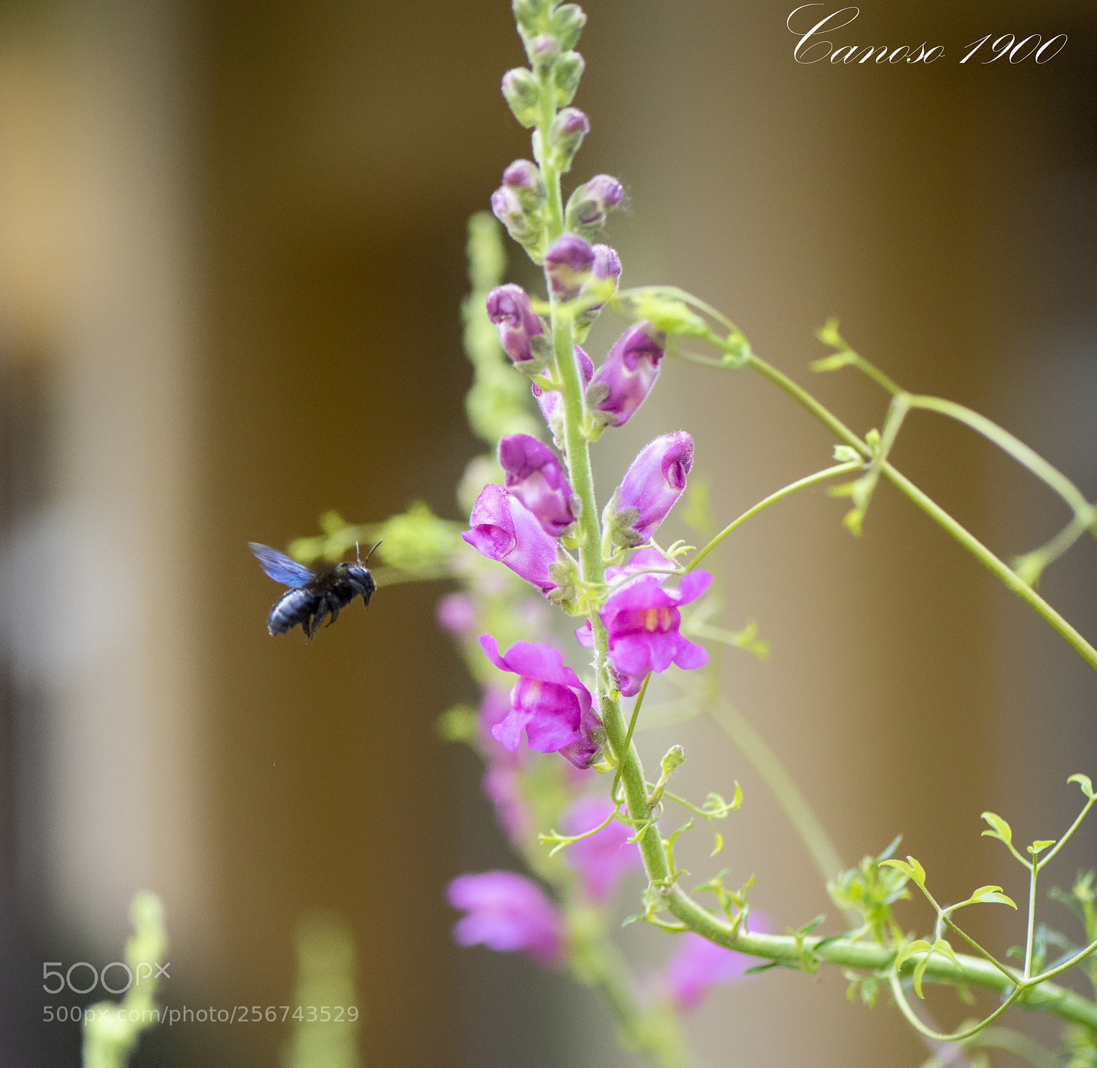 Nikon D810 sample photo. Orquideas botanico valencia 2018 photography