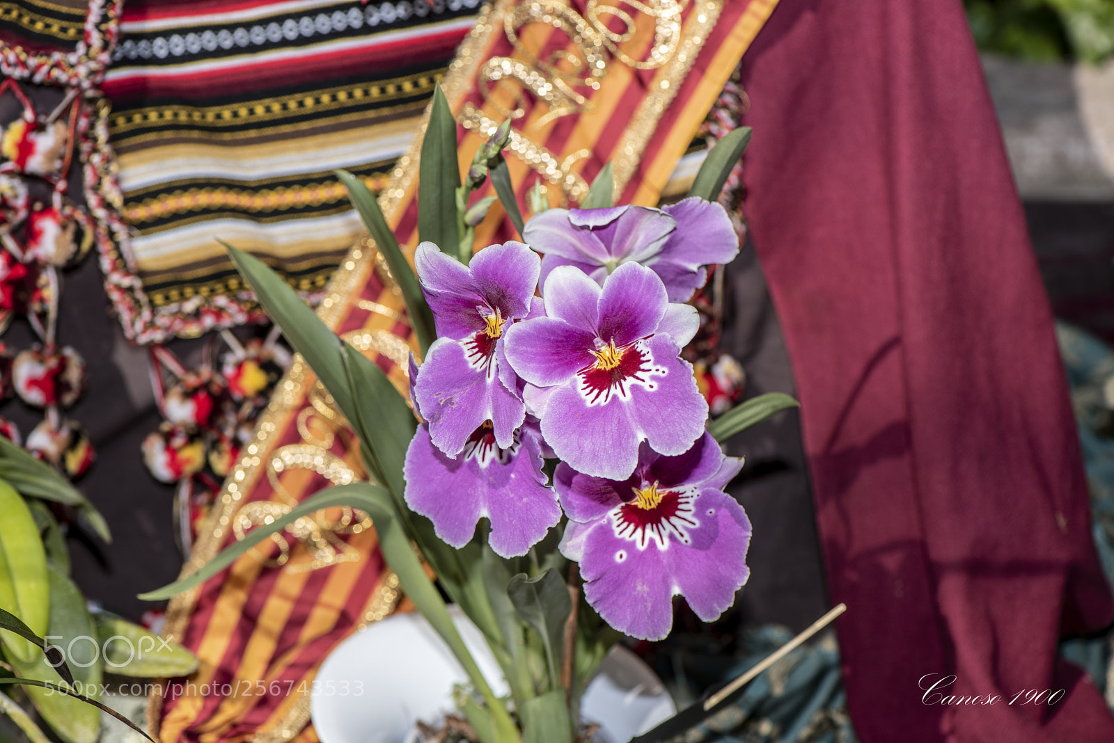 Nikon D810 sample photo. Orquideas botanico valencia 2018 photography