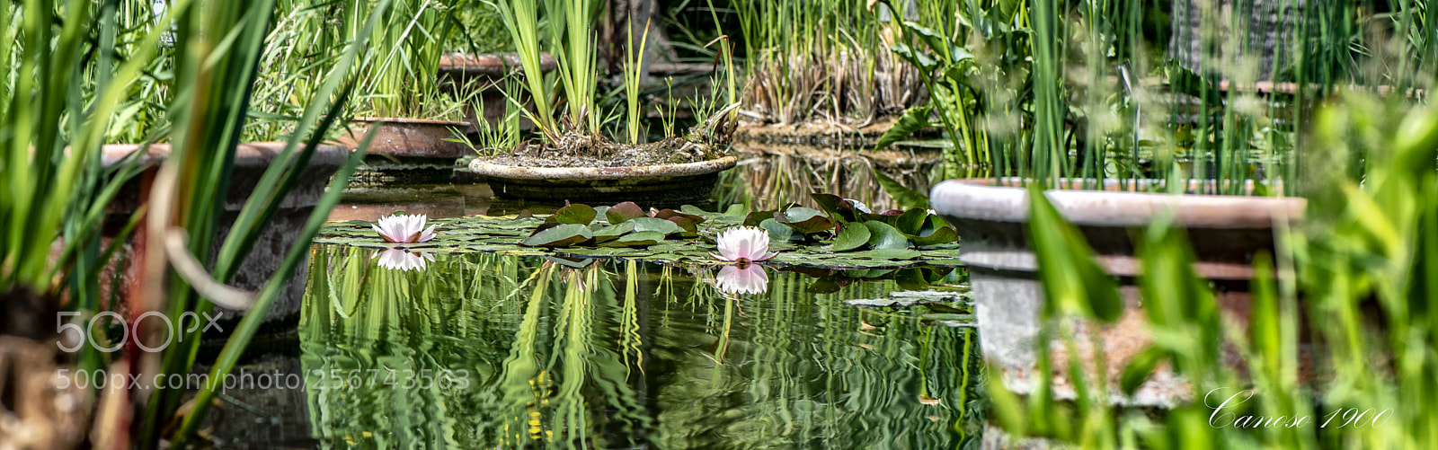 Nikon D810 sample photo. Orquideas botanico valencia 2018 photography