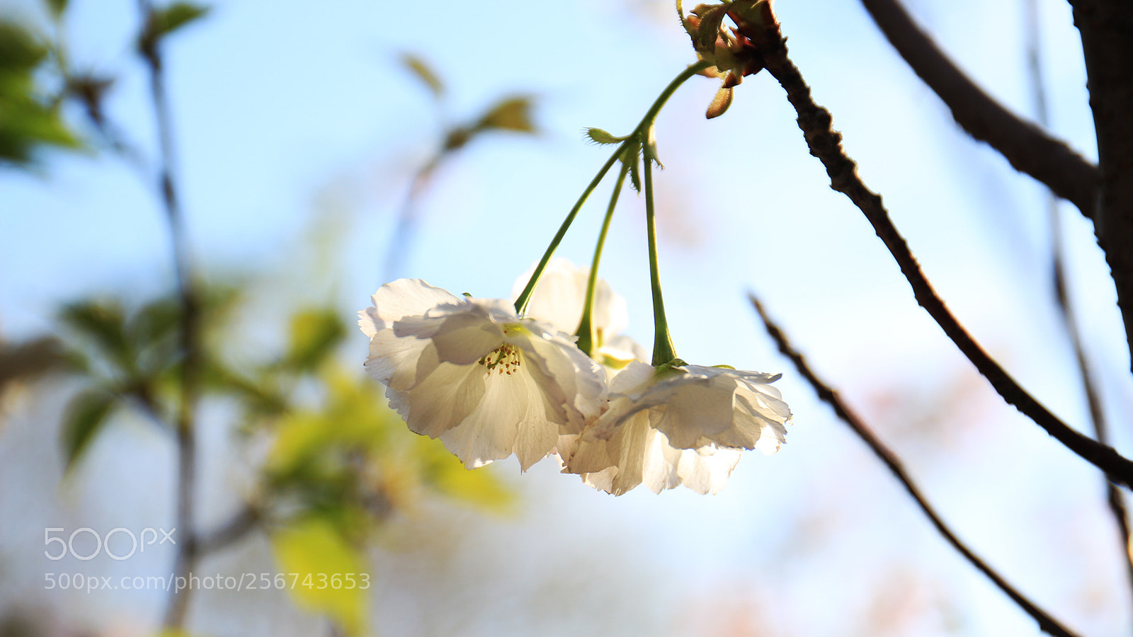 Canon EOS 700D (EOS Rebel T5i / EOS Kiss X7i) sample photo. Untitled photography